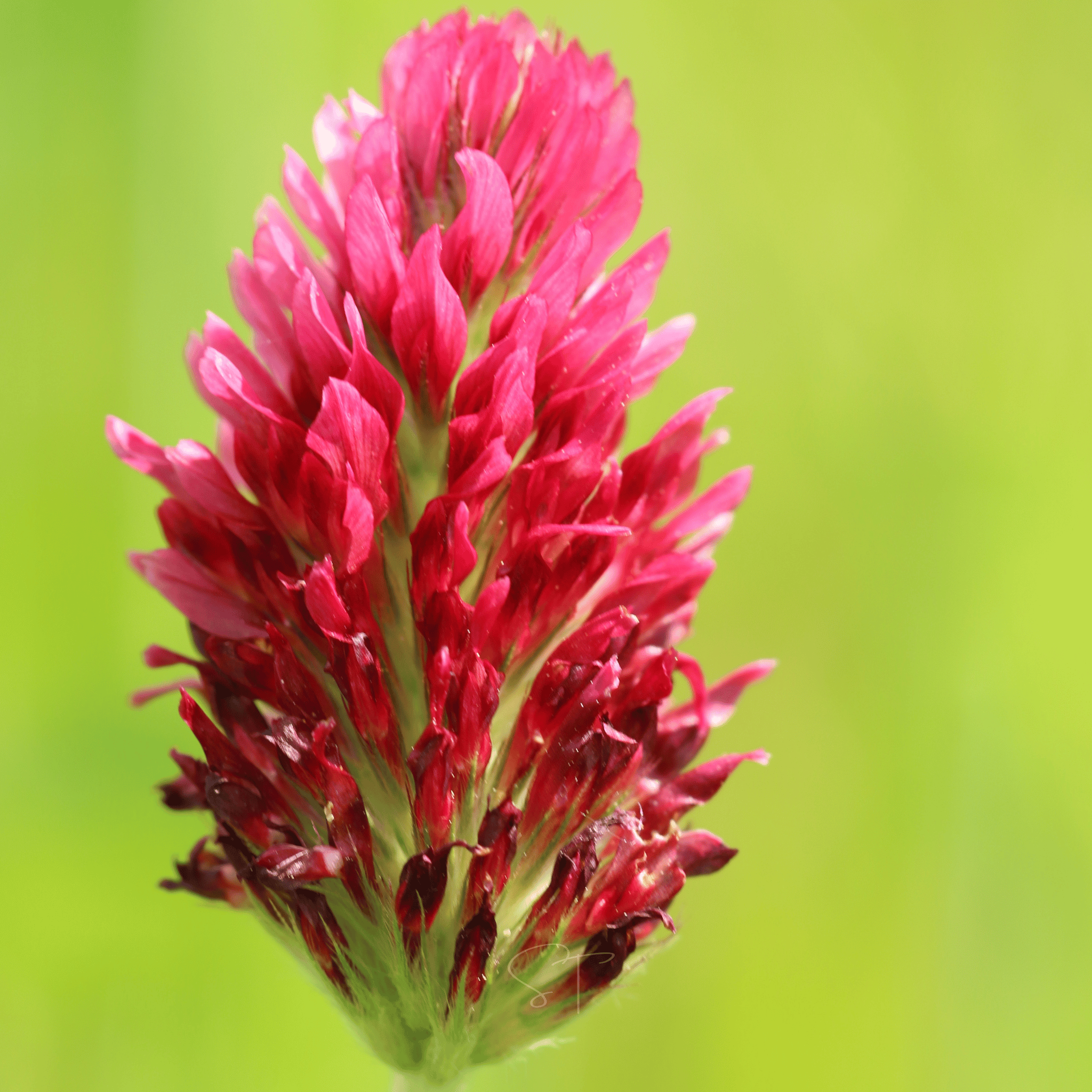 Crimson “Dixie” Clover – 1,000 Seeds seed packet from Seed Therapy – American - grown, heirloom seeds