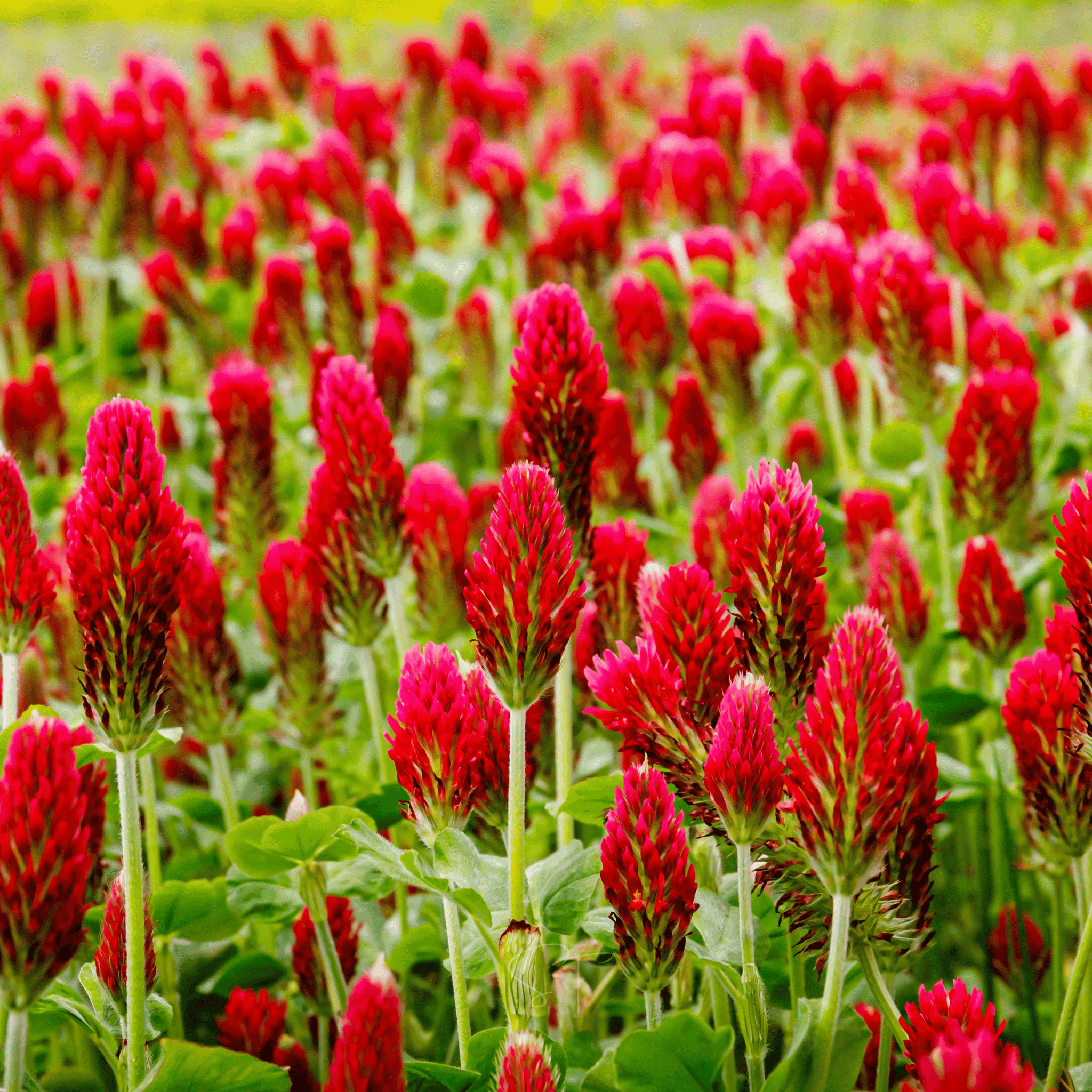 Crimson “Dixie” Clover – 1,000 Seeds seed packet from Seed Therapy – American - grown, heirloom seeds