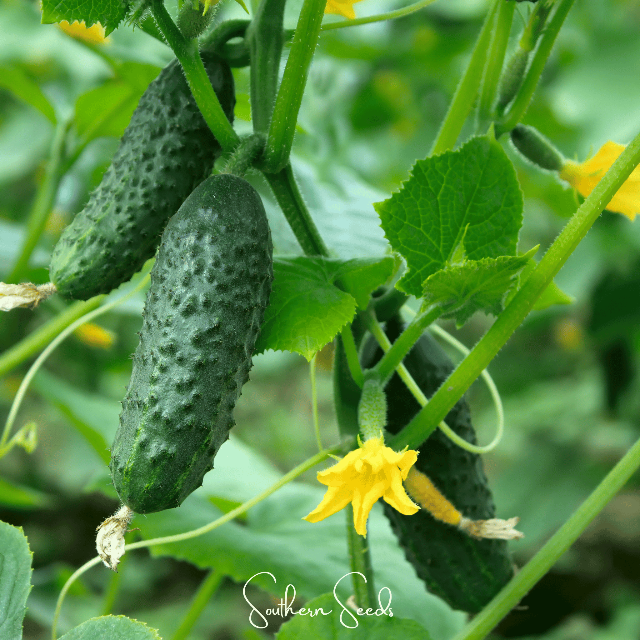 Cucumber, H - 19 Little Leaf (Cucumis sativus) - 30 Seeds seed packet from Seed Therapy – American - grown, heirloom seeds