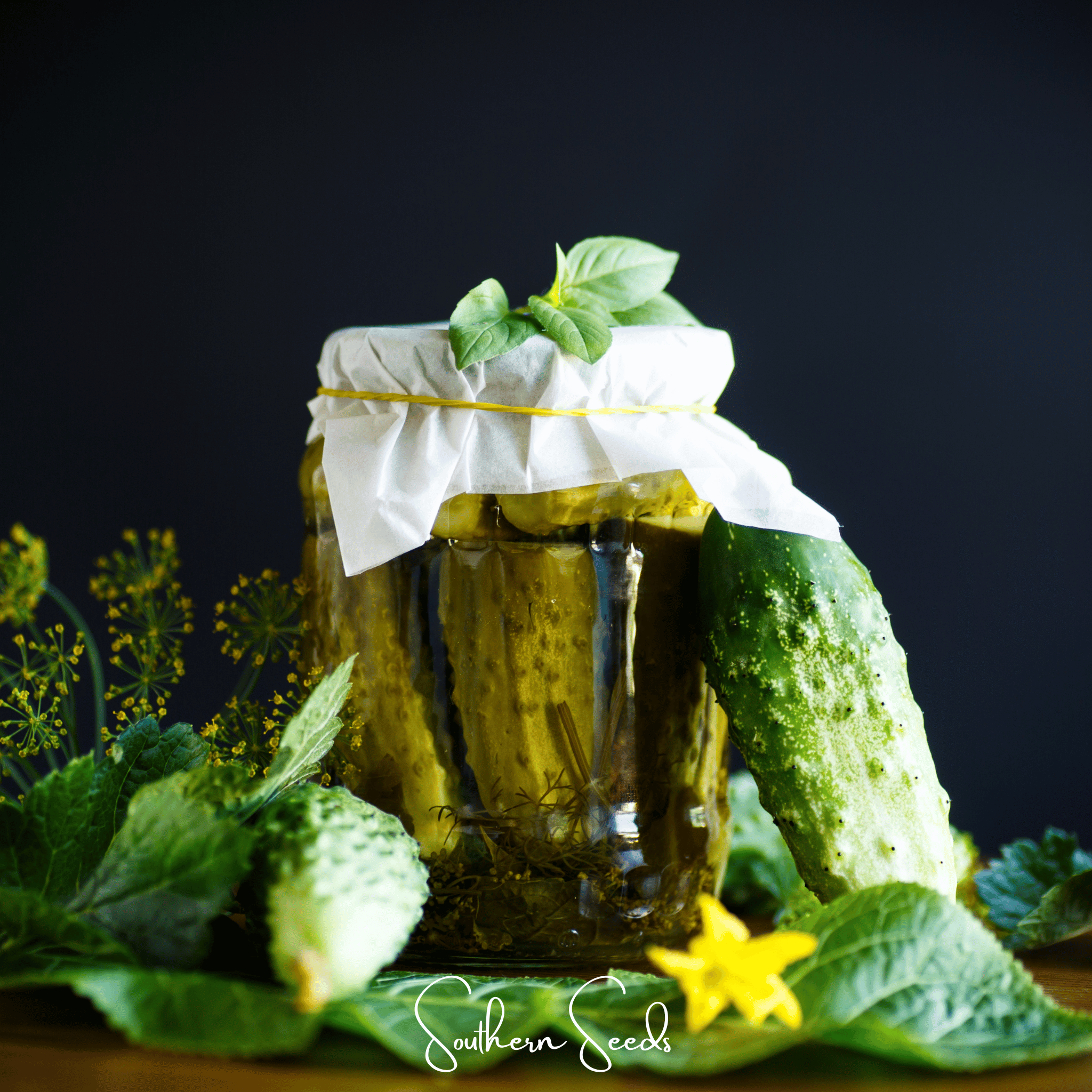 Cucumber, H - 19 Little Leaf (Cucumis sativus) - 30 Seeds seed packet from Seed Therapy – American - grown, heirloom seeds