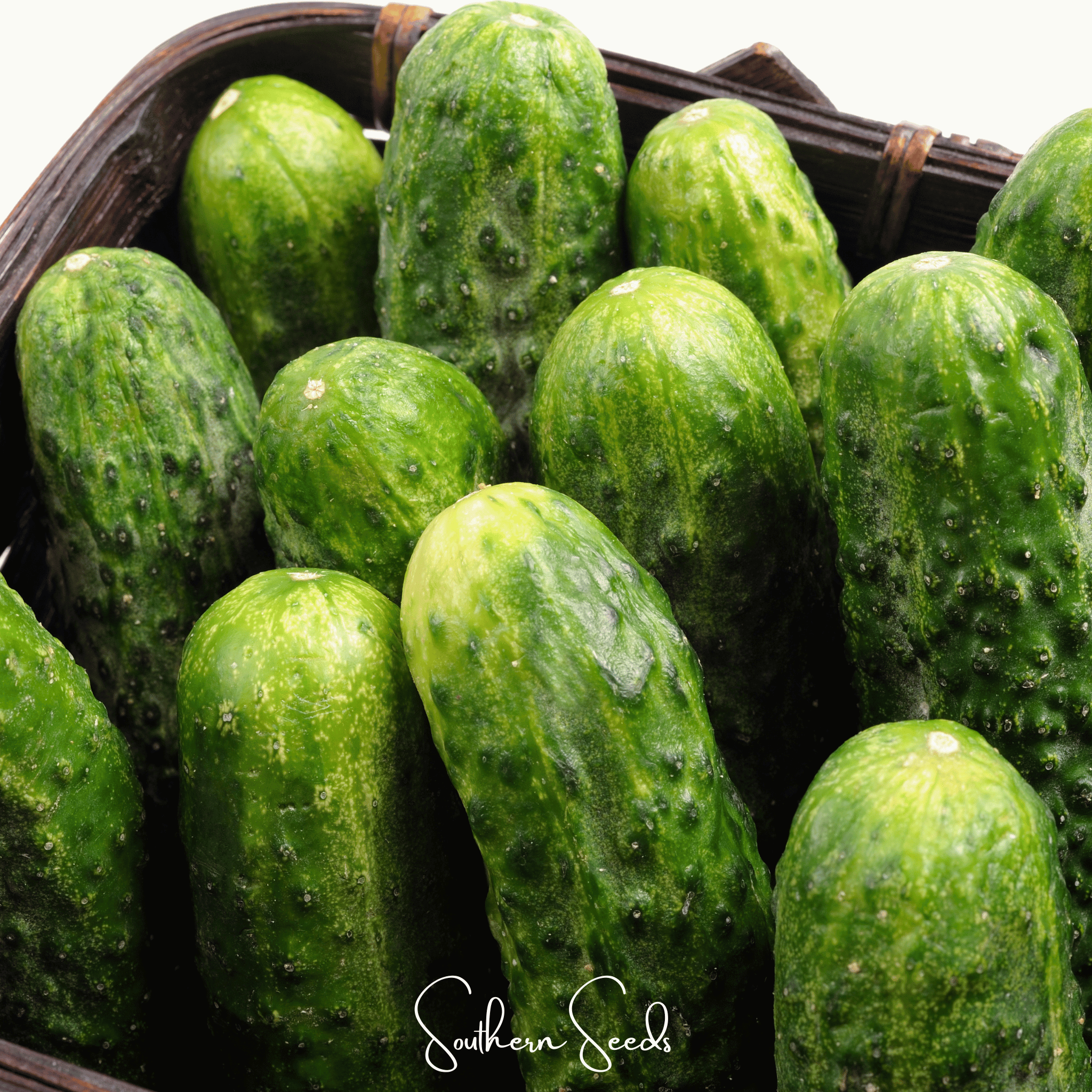 Cucumber, National Pickling (Cucumis sativus) - 30 Seeds seed packet from Seed Therapy – American - grown, heirloom seeds