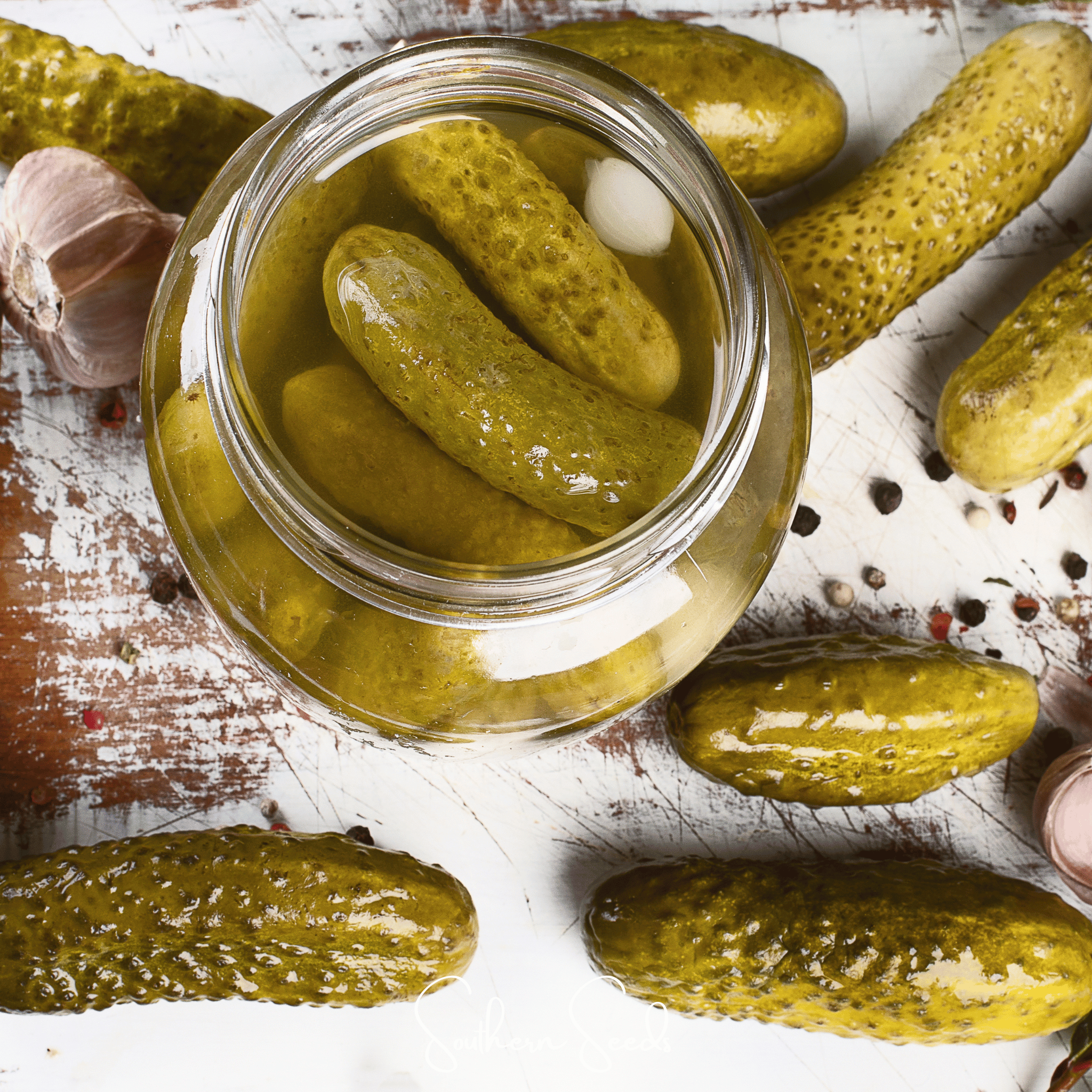 Cucumber, National Pickling (Cucumis sativus) - 30 Seeds seed packet from Seed Therapy – American - grown, heirloom seeds