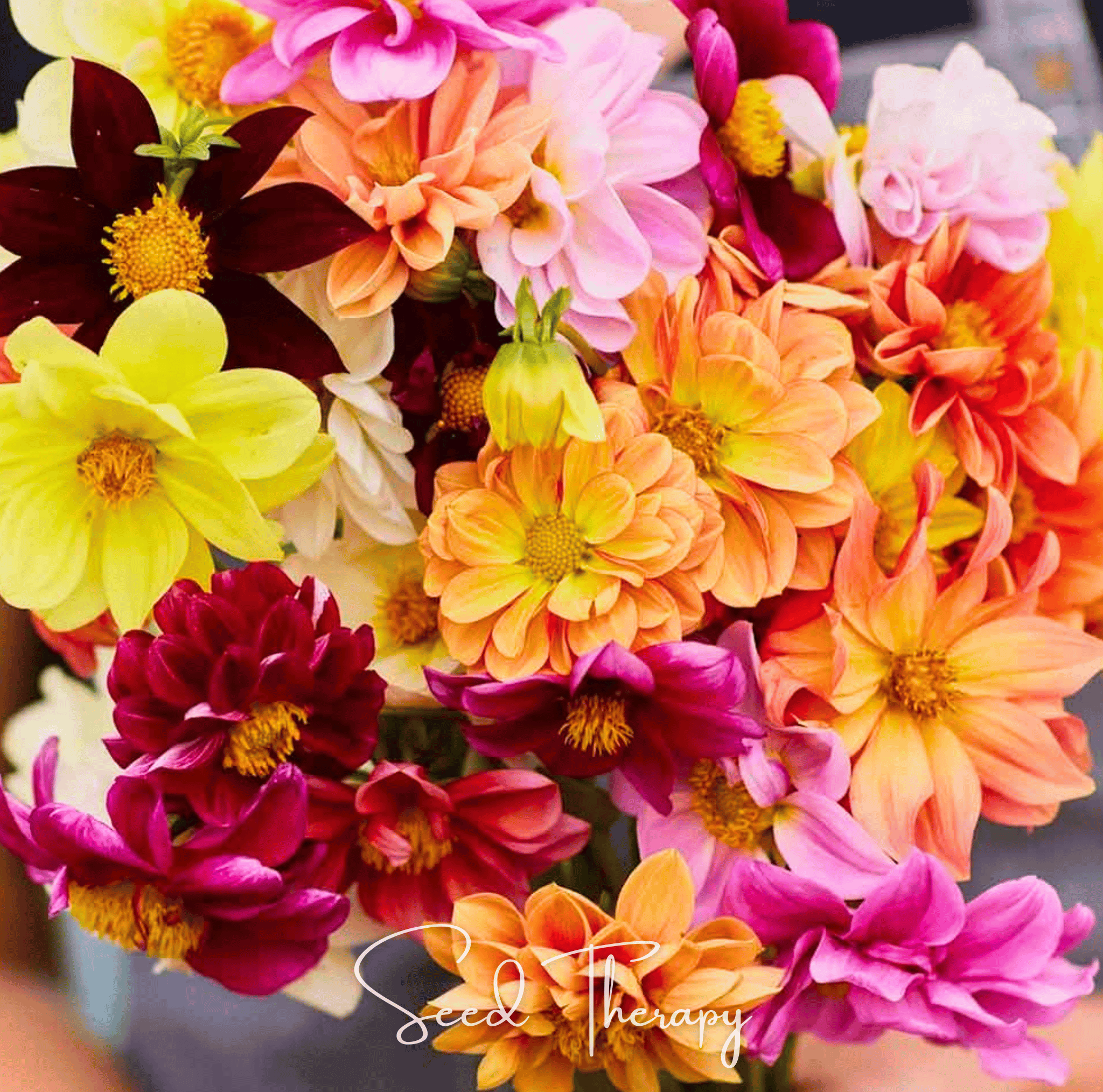 Dahlia, Early Bird (Dahlia variabilis) - 25 Seeds seed packet from Seed Therapy – American - grown, heirloom seeds