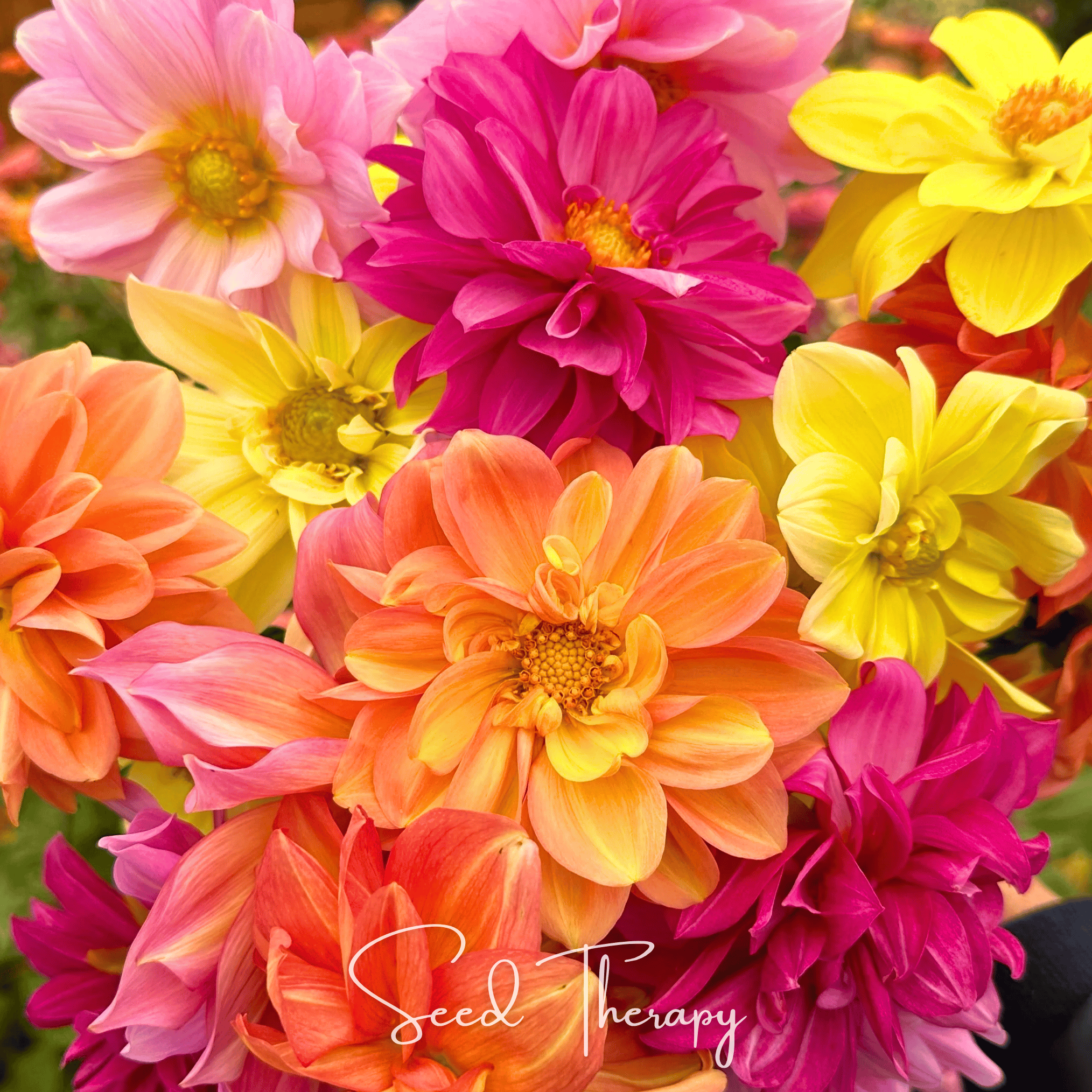 Dahlia, Early Bird (Dahlia variabilis) - 25 Seeds seed packet from Seed Therapy – American - grown, heirloom seeds