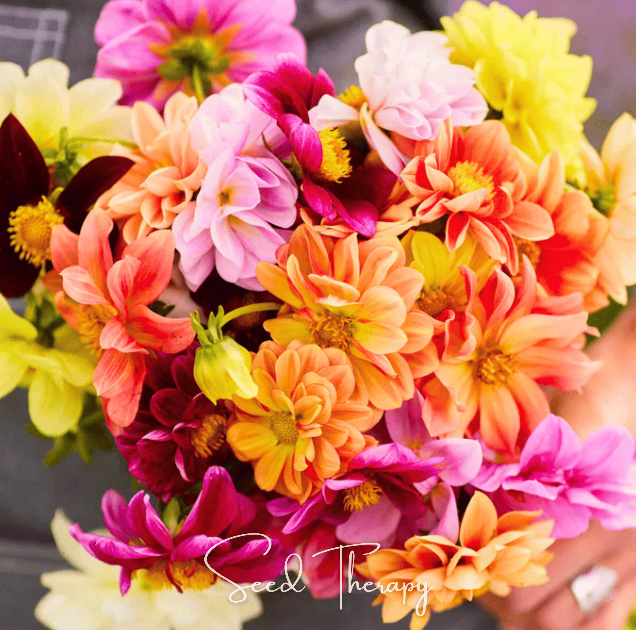 Dahlia, Early Bird (Dahlia variabilis) - 25 Seeds seed packet from Seed Therapy – American - grown, heirloom seeds