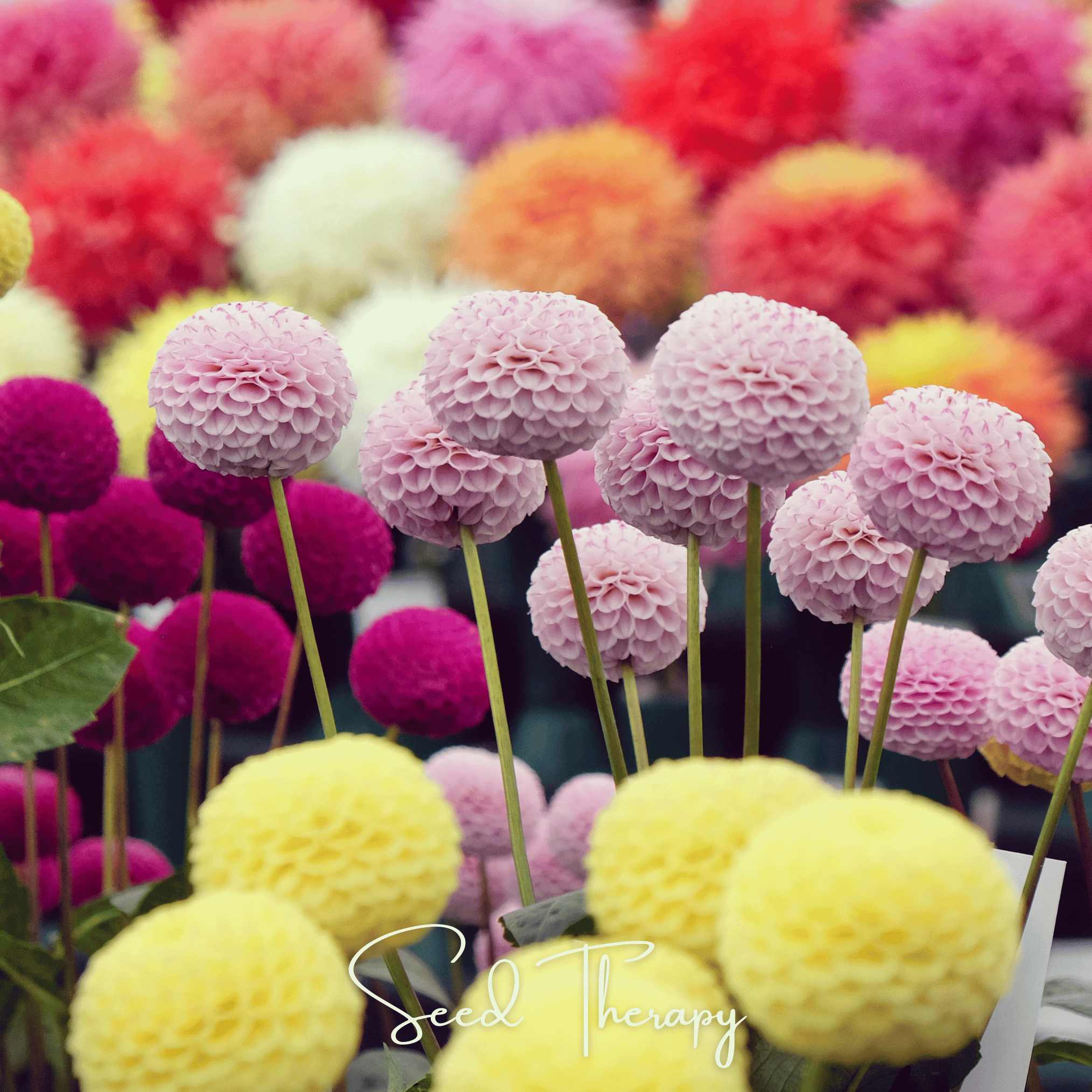 Dahlia, Pompon Mix (Dahlia variablilis) - 25 Seeds seed packet from Seed Therapy – American - grown, heirloom seeds