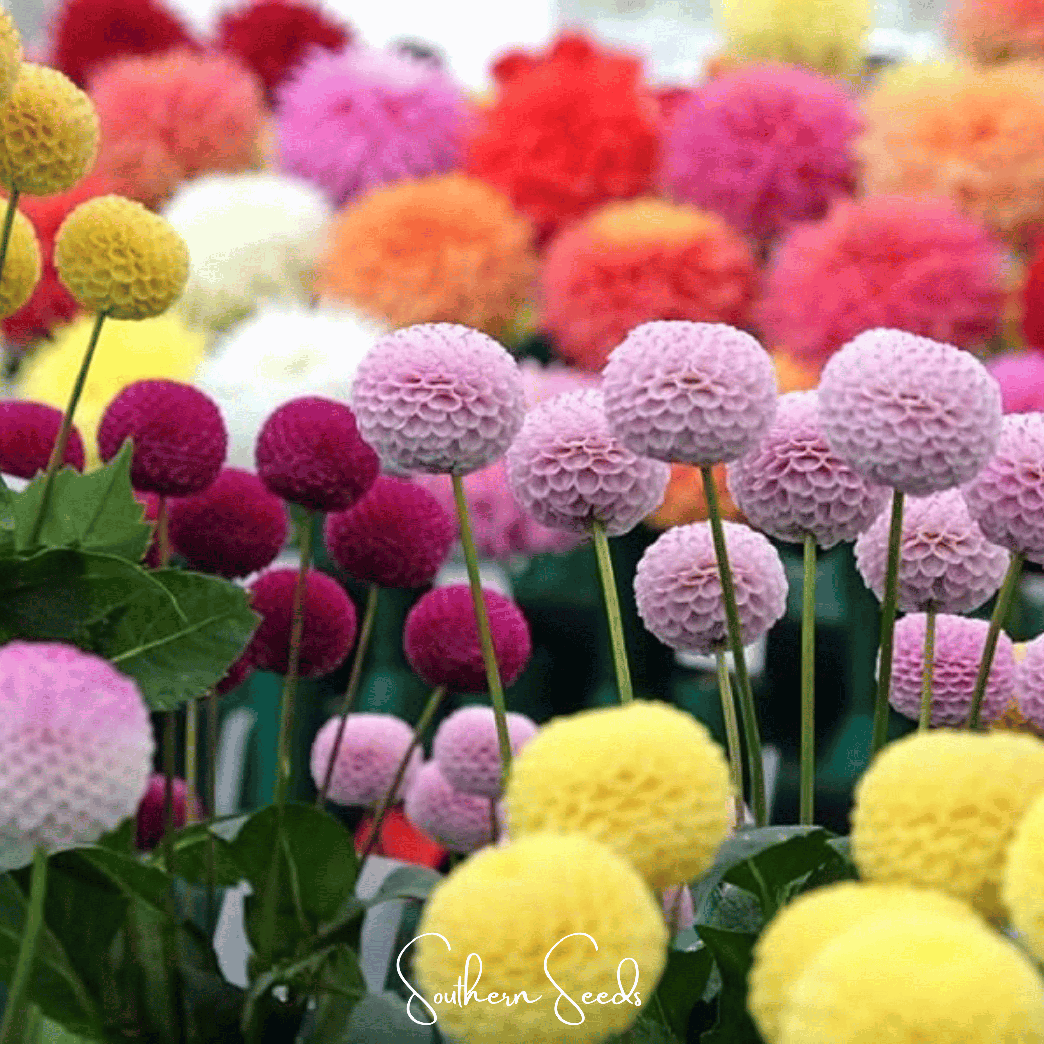Dahlia, Pompon Mix (Dahlia variablilis) - 25 Seeds seed packet from Seed Therapy – American - grown, heirloom seeds