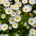 Daisy, Creeping (Chrysanthemum paludosum) - 100 Seeds seed packet from Seed Therapy – American - grown, heirloom seeds