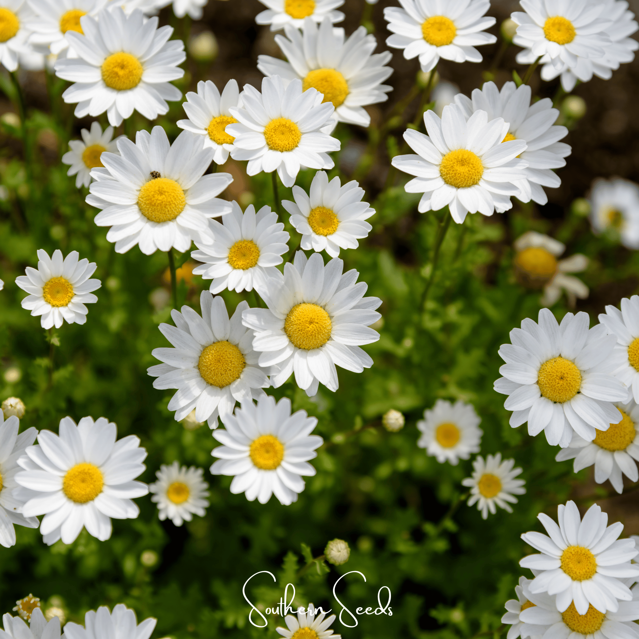 Daisy, Creeping (Chrysanthemum paludosum) - 100 Seeds seed packet from Seed Therapy – American - grown, heirloom seeds