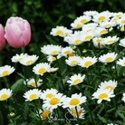 Daisy, Creeping (Chrysanthemum paludosum) - 100 Seeds seed packet from Seed Therapy – American - grown, heirloom seeds