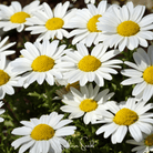 Daisy, Creeping (Chrysanthemum paludosum) - 100 Seeds seed packet from Seed Therapy – American - grown, heirloom seeds