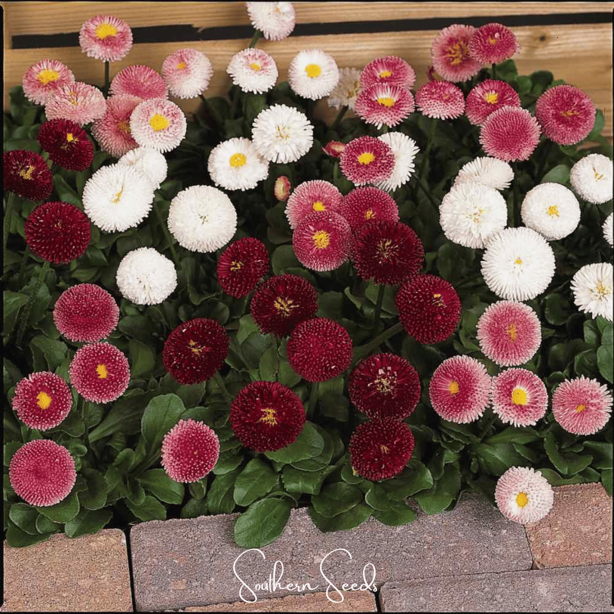 Daisy, English - Super Enorma Mix (Bellis perennis) - 100 Seeds seed packet from Seed Therapy – American - grown, heirloom seeds