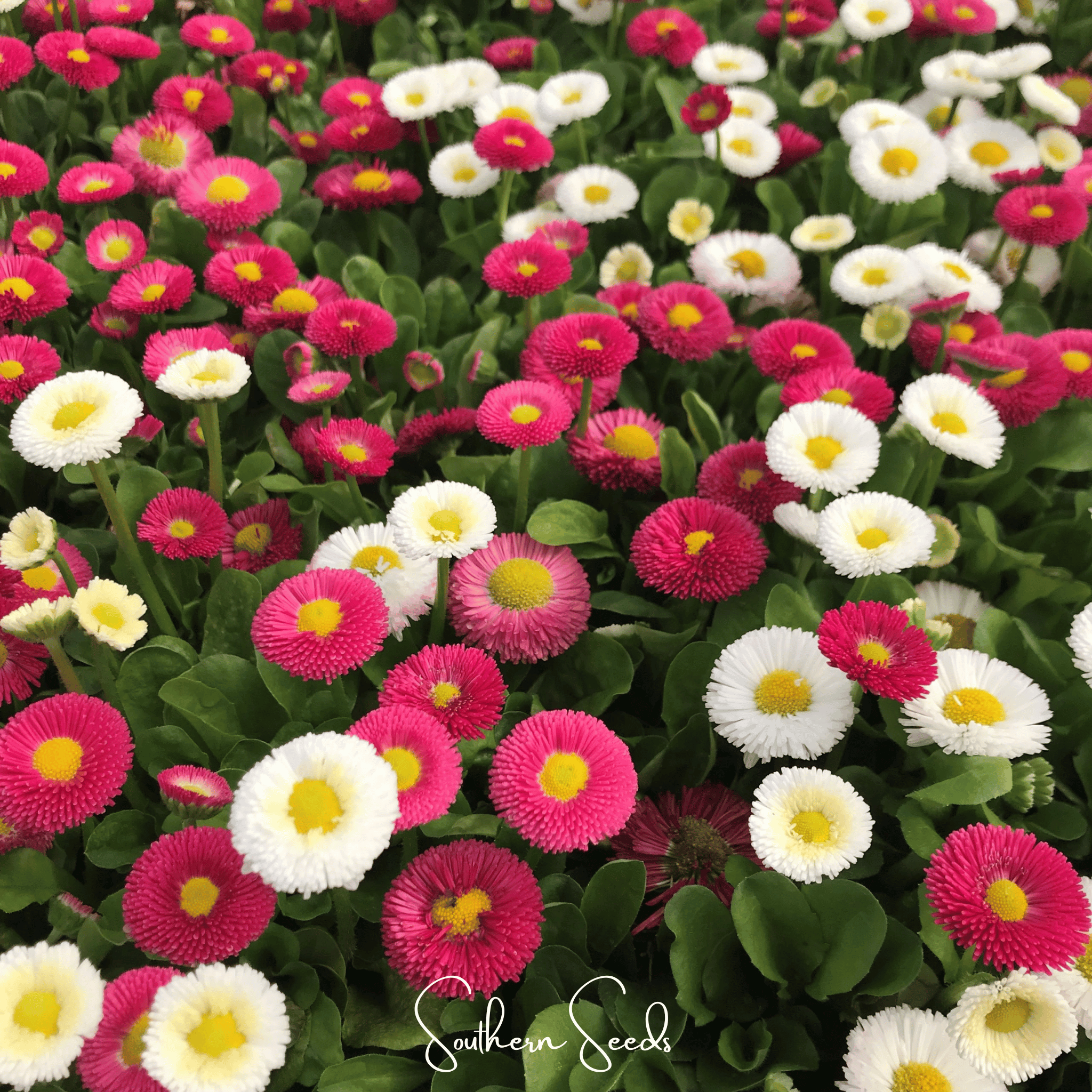 Daisy, English - Super Enorma Mix (Bellis perennis) - 100 Seeds seed packet from Seed Therapy – American - grown, heirloom seeds