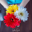 Daisy, Gerbera Mix (Gerbera jamesonii) - 20 Seed seed packet from Seed Therapy – American - grown, heirloom seeds