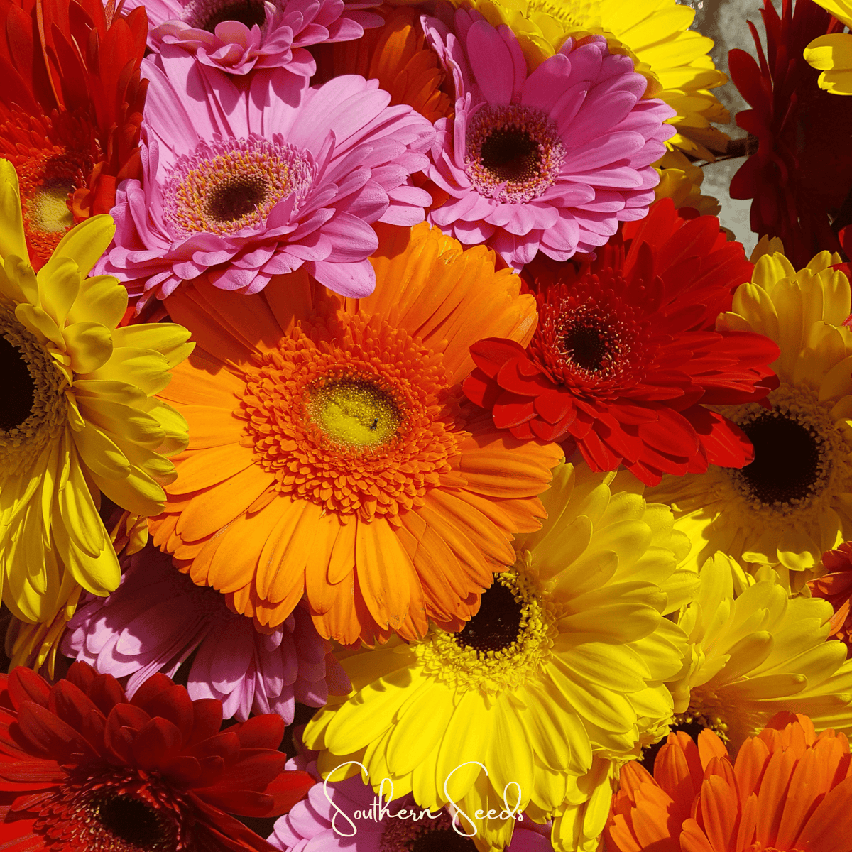 gerbera plant seeds Daisy, Gerbera Mix (Gerbera jamesonii) - 20 Seed