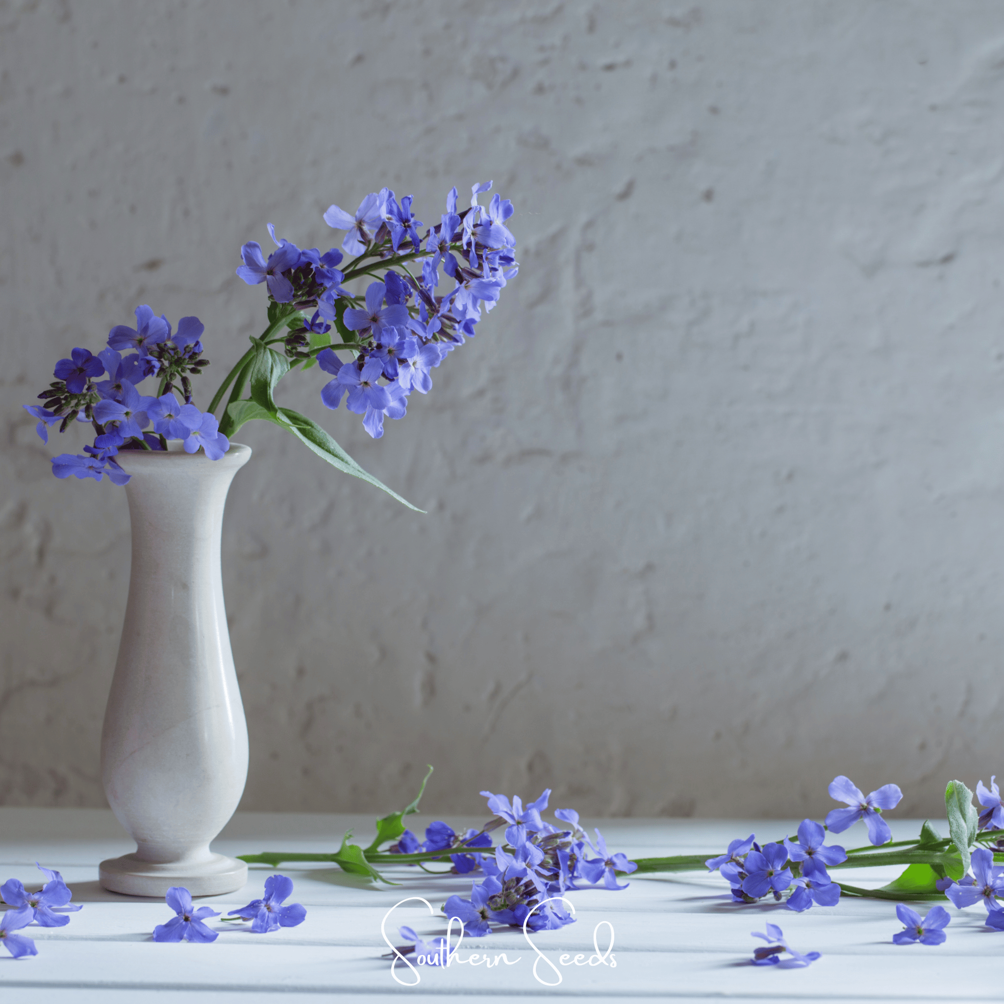 Dames Rocket (Hesperis matronalis) - 200 Seeds seed packet from Seed Therapy – American - grown, heirloom seeds