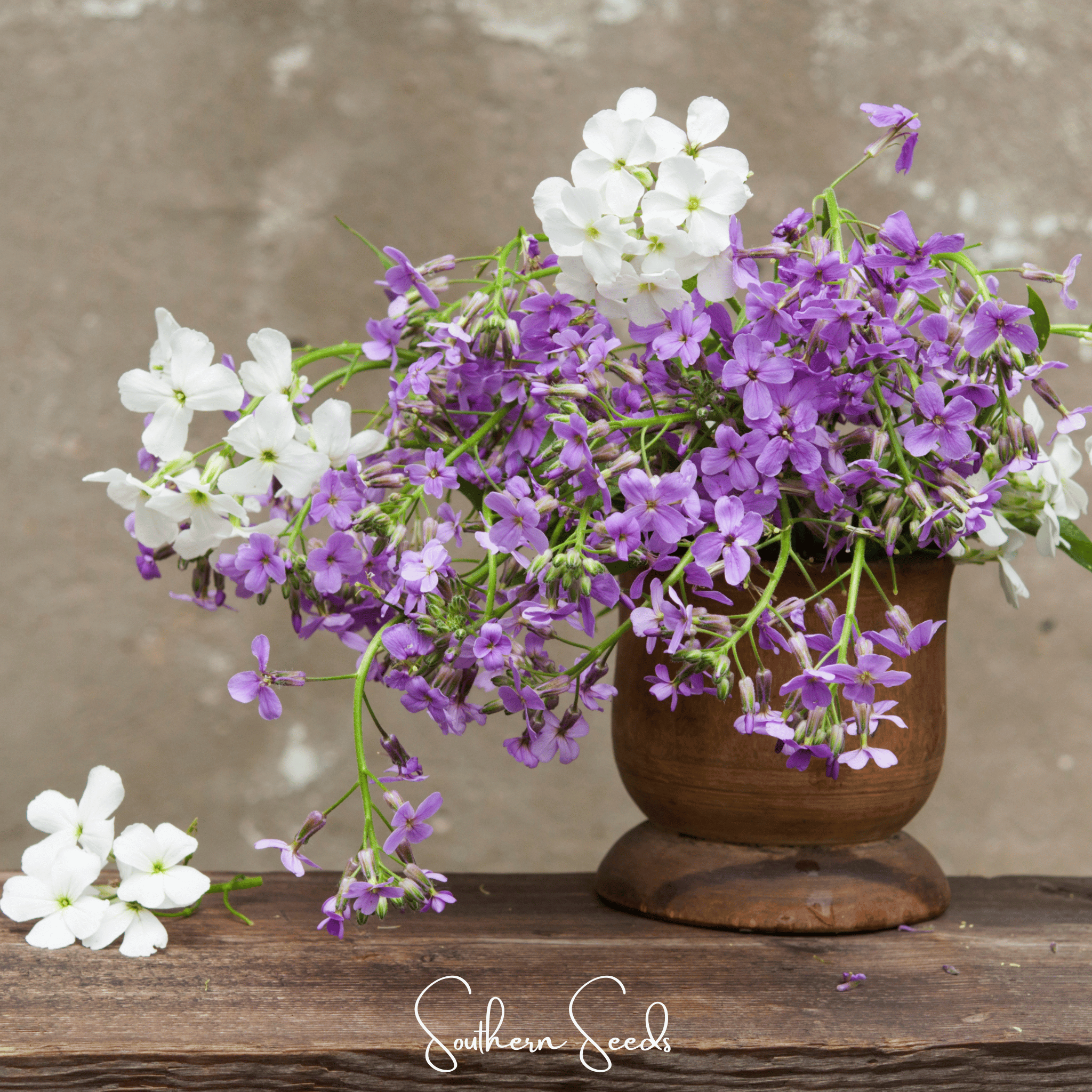 Dames Rocket (Hesperis matronalis) - 200 Seeds seed packet from Seed Therapy – American - grown, heirloom seeds