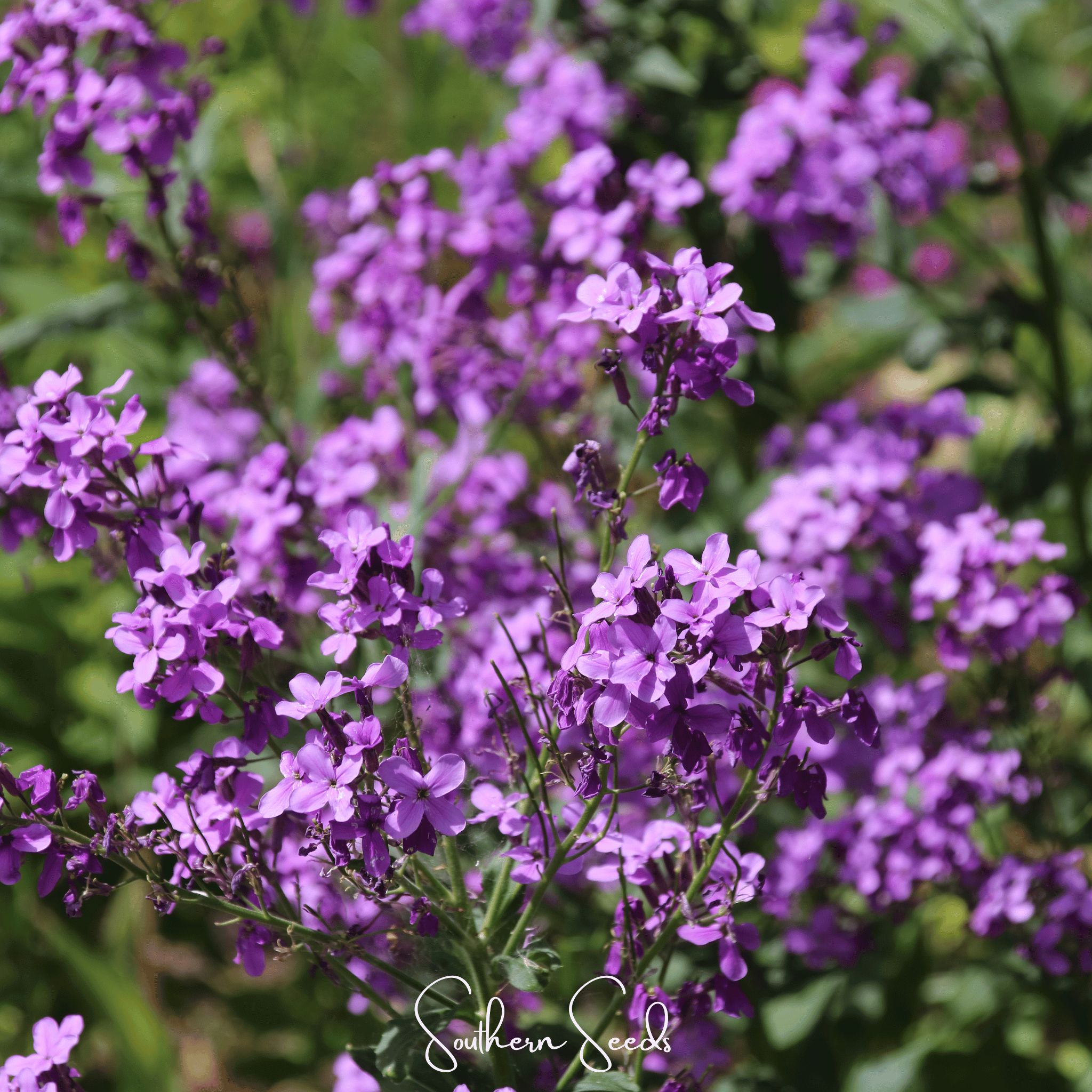 Dames Rocket (Hesperis matronalis) - 200 Seeds seed packet from Seed Therapy – American - grown, heirloom seeds