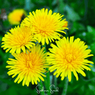 Dandelion, True (Taraxacum officinale) - 50 Seeds seed packet from Seed Therapy – American - grown, heirloom seeds