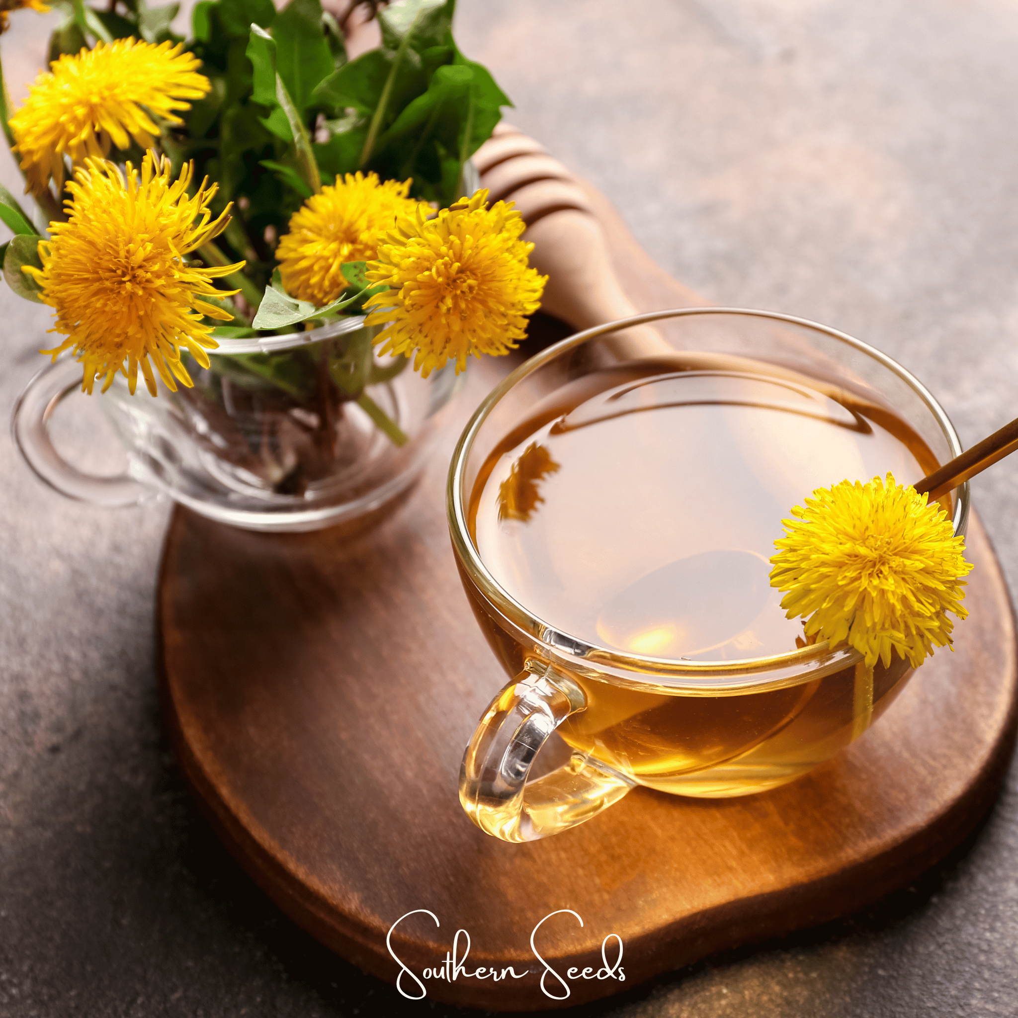 Dandelion, True (Taraxacum officinale) - 50 Seeds seed packet from Seed Therapy – American - grown, heirloom seeds