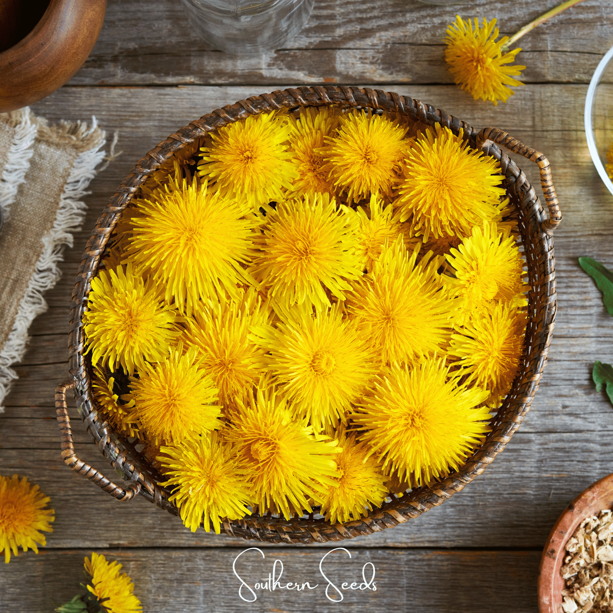 Dandelion, True (Taraxacum officinale) - 50 Seeds seed packet from Seed Therapy – American - grown, heirloom seeds