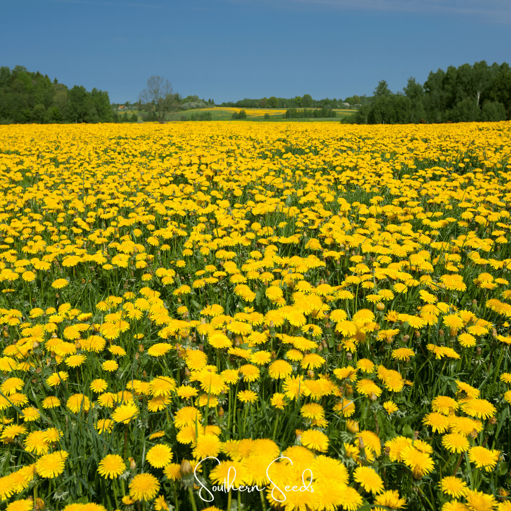 Dandelion, True (Taraxacum officinale) - 50 Seeds seed packet from Seed Therapy – American - grown, heirloom seeds