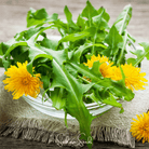 Dandelion, True (Taraxacum officinale) - 50 Seeds seed packet from Seed Therapy – American - grown, heirloom seeds