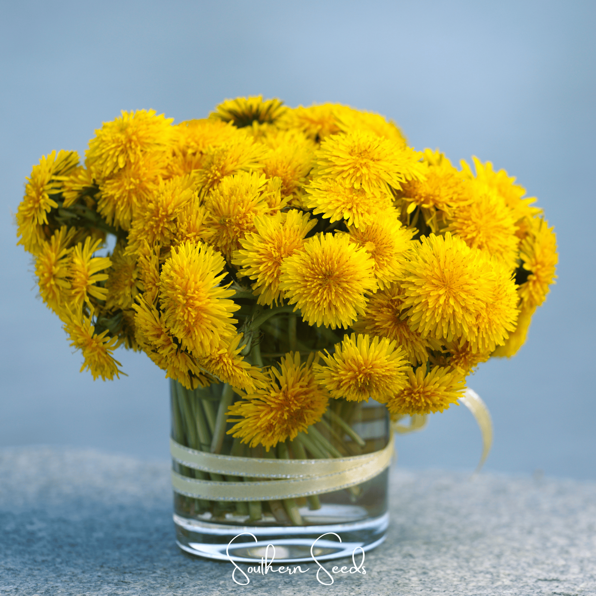 Dandelion, True (Taraxacum officinale) - 50 Seeds seed packet from Seed Therapy – American - grown, heirloom seeds