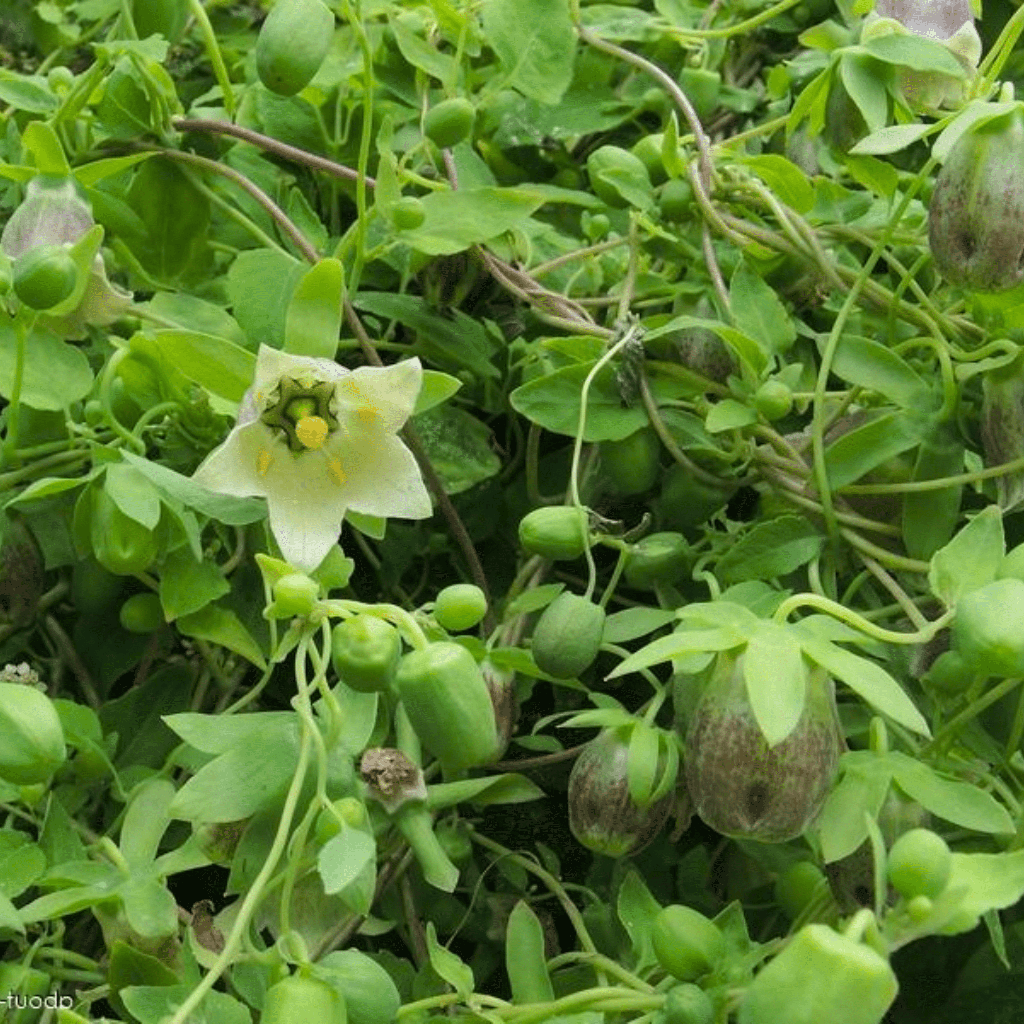 Dang - shen – 50 Seeds seed packet from Seed Therapy – American - grown, heirloom seeds