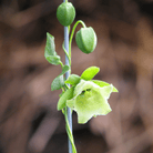 Dang - shen – 50 Seeds seed packet from Seed Therapy – American - grown, heirloom seeds