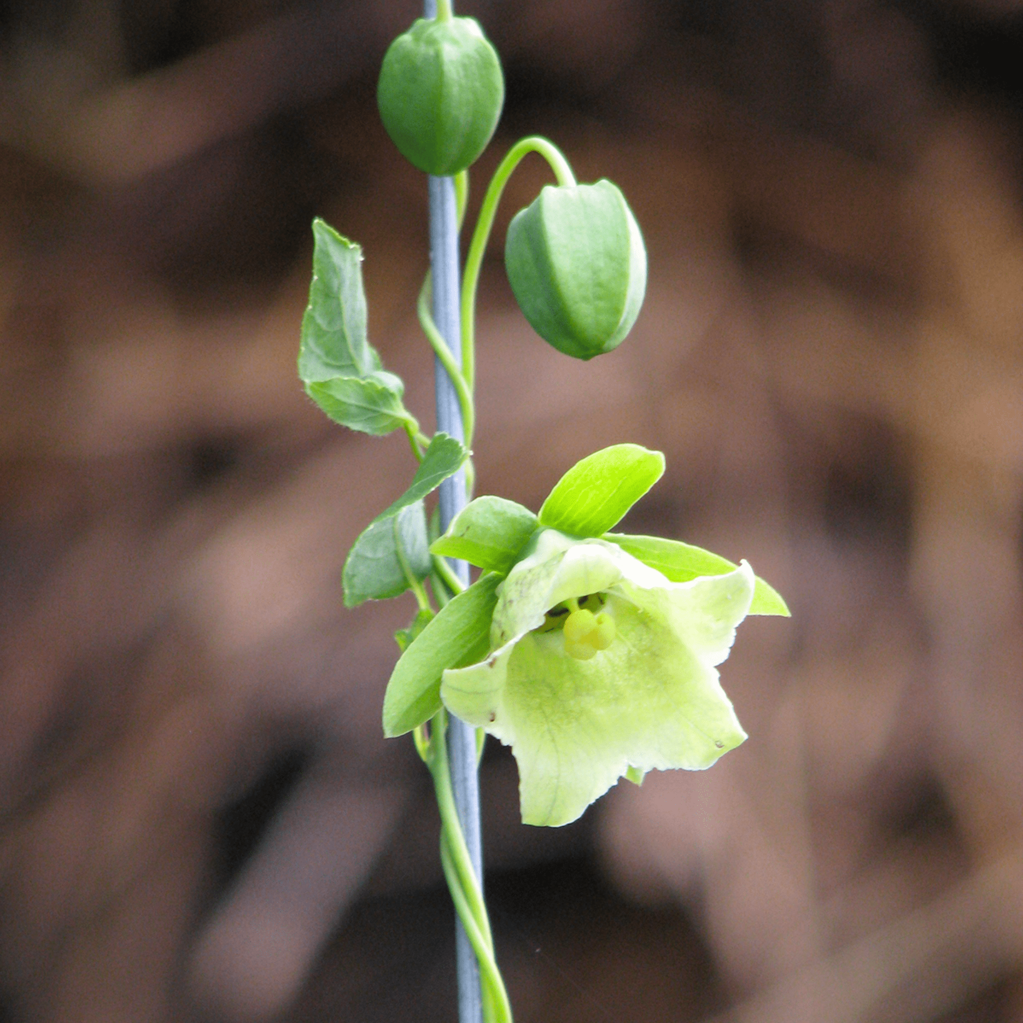 Dang - shen – 50 Seeds seed packet from Seed Therapy – American - grown, heirloom seeds