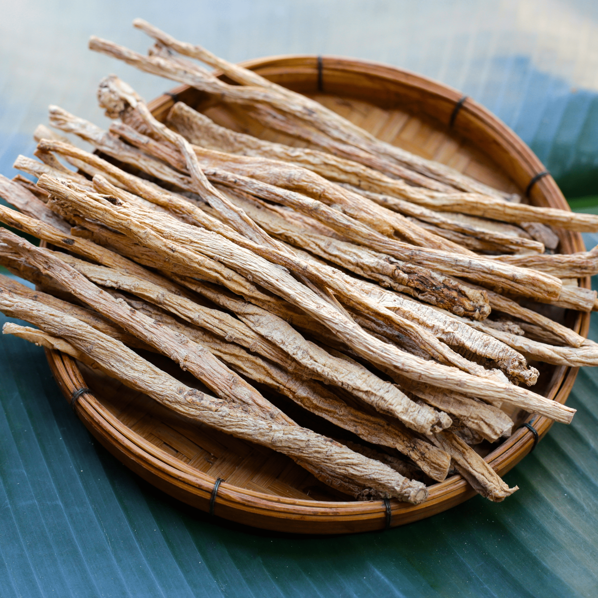 Dang - shen – 50 Seeds seed packet from Seed Therapy – American - grown, heirloom seeds