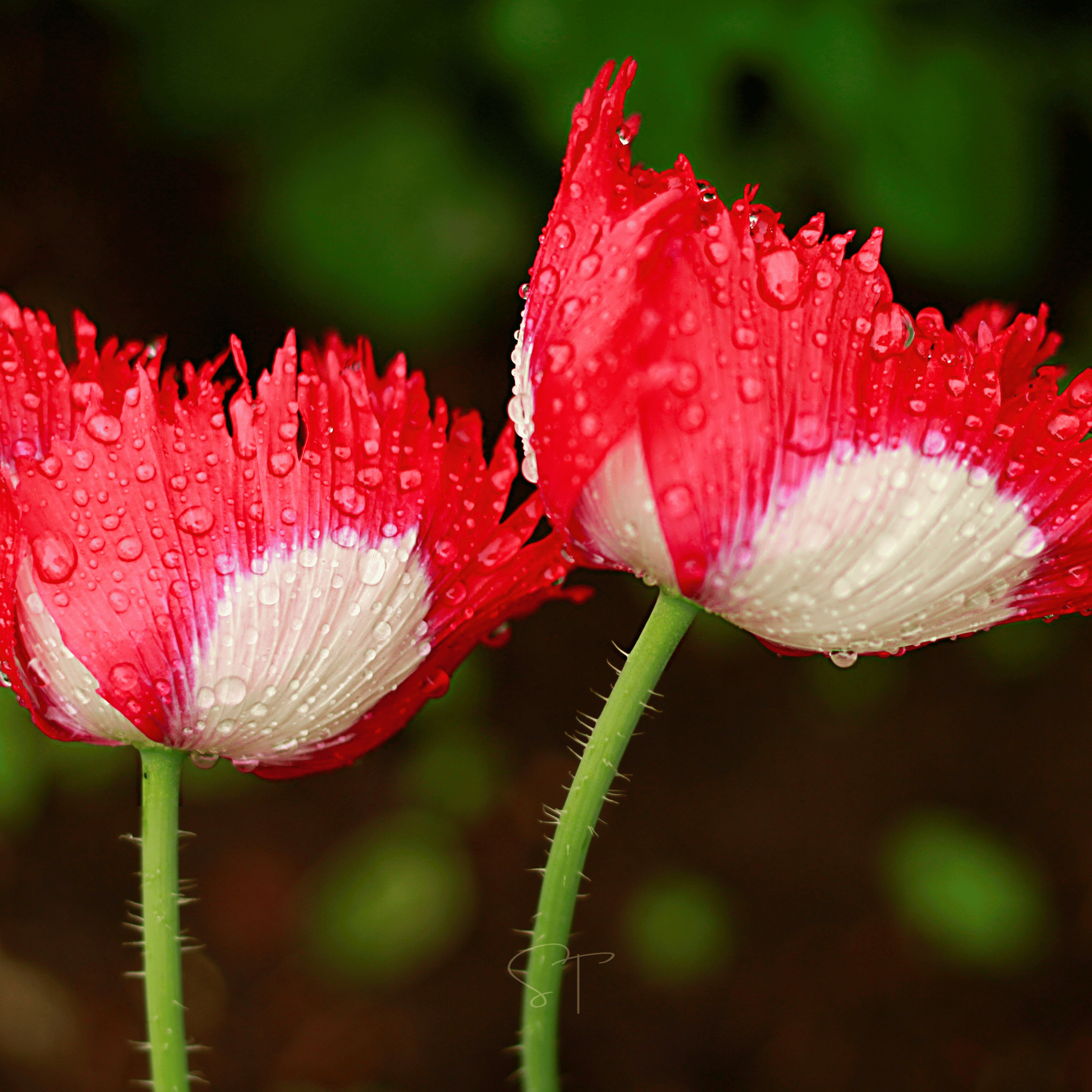 Danish Flag Poppy – 100 Seeds seed packet from Seed Therapy – American - grown, heirloom seeds