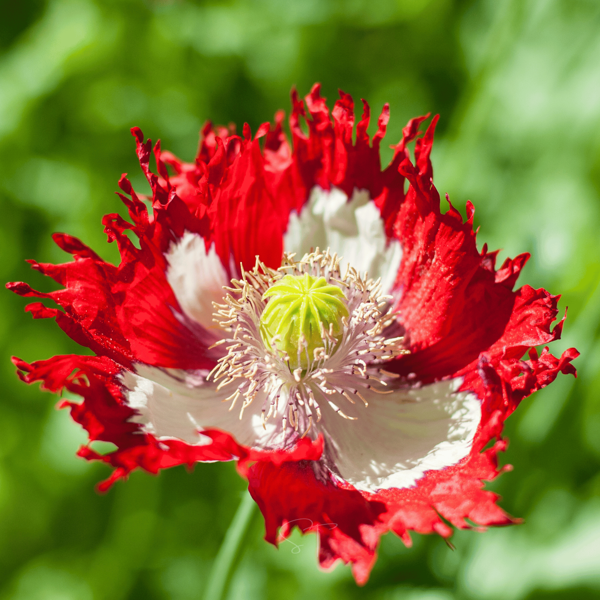 Danish Flag Poppy – 100 Seeds seed packet from Seed Therapy – American - grown, heirloom seeds