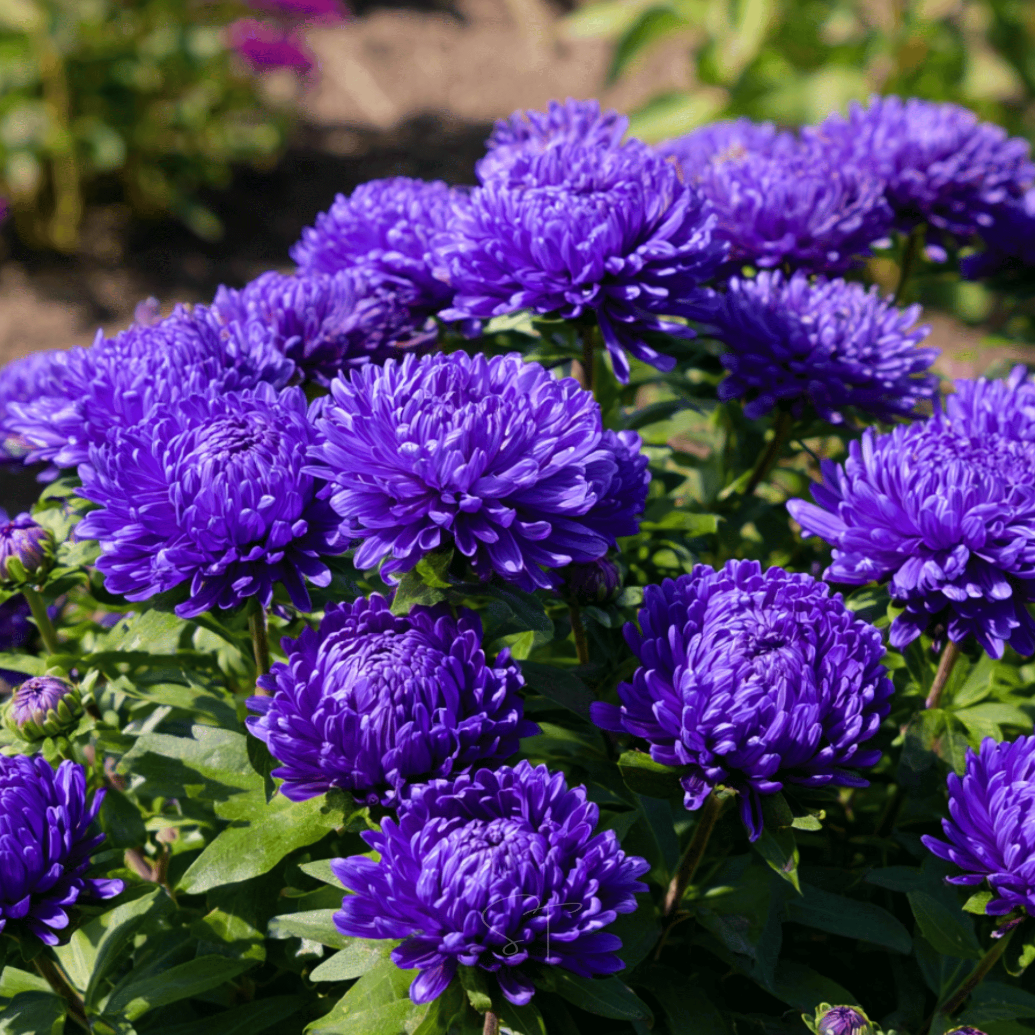 Dark Blue Paeony Duchess Aster – 50 Seeds seed packet from Seed Therapy – American - grown, heirloom seeds