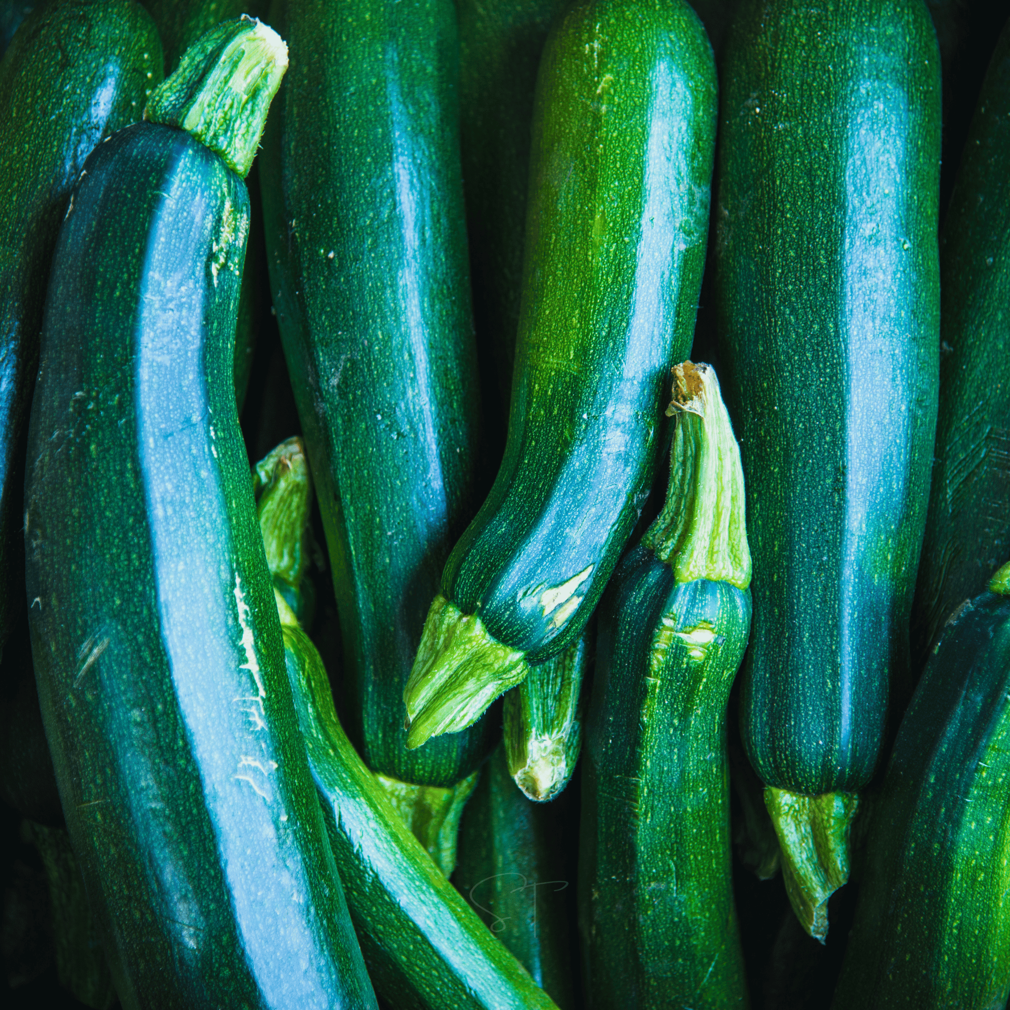 Dark Green Zucchini Summer Squash – 25 Seeds seed packet from Seed Therapy – American - grown, heirloom seeds