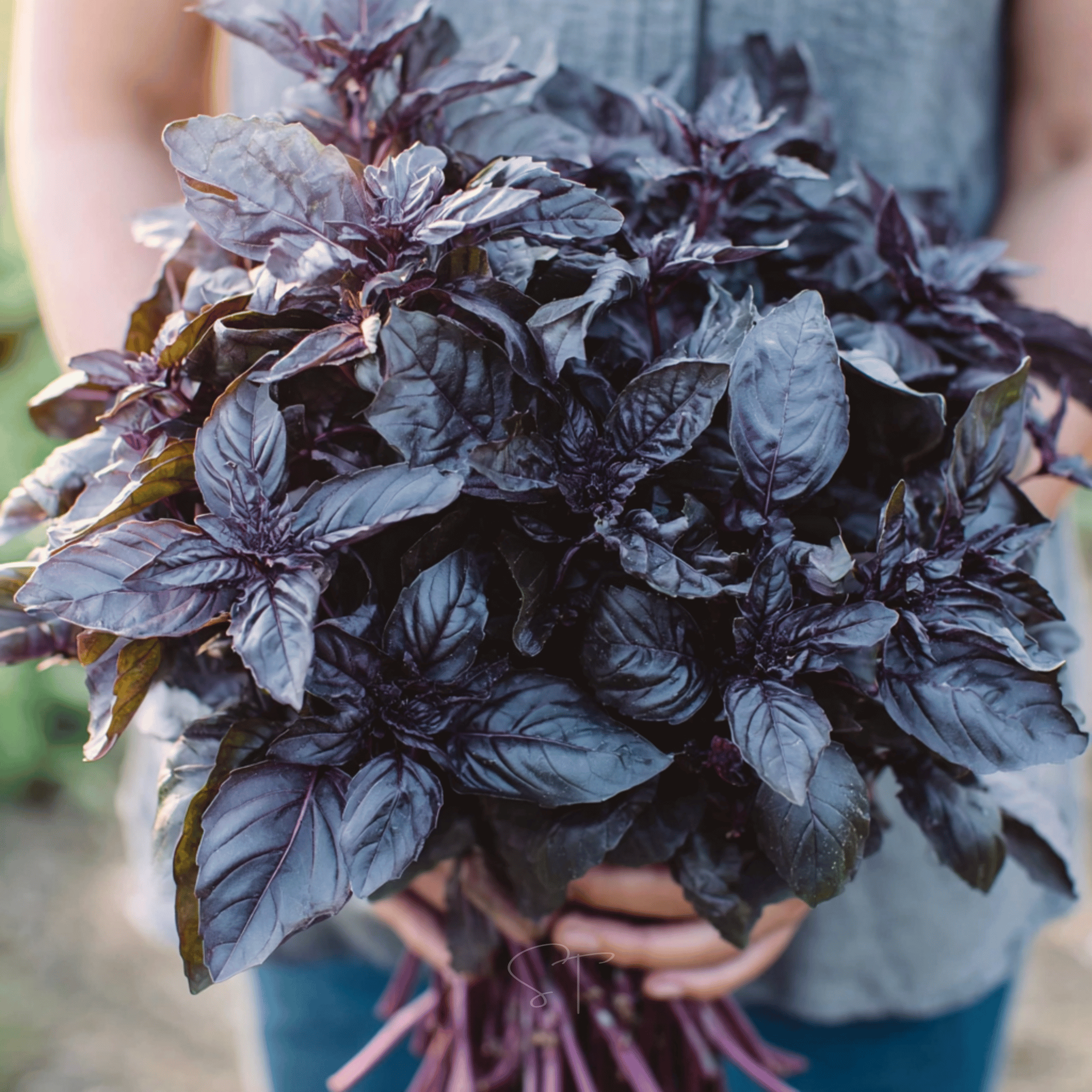 Dark Opal Basil – 250 Seeds seed packet from Seed Therapy – American - grown, heirloom seeds