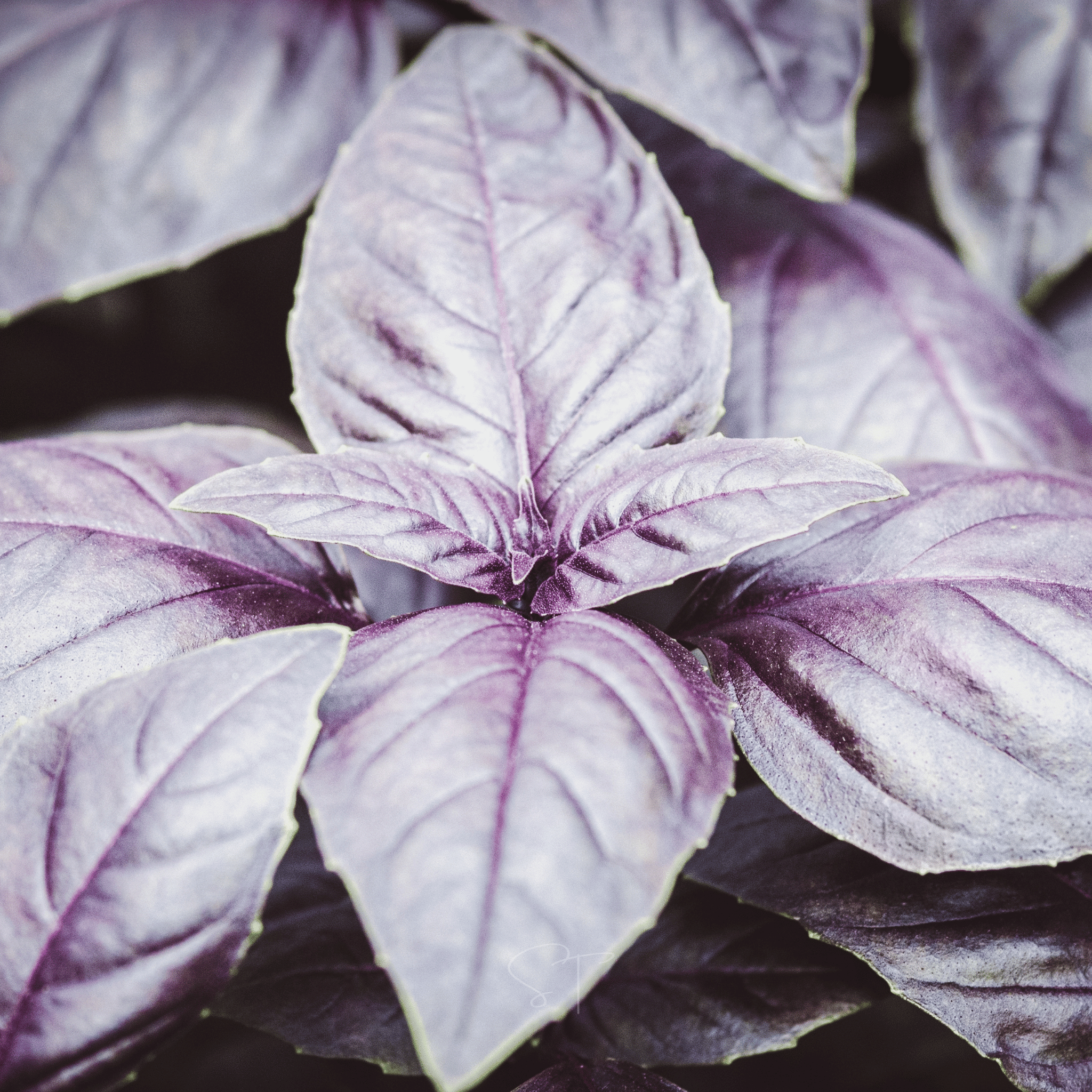 Dark Opal Basil – 250 Seeds seed packet from Seed Therapy – American - grown, heirloom seeds