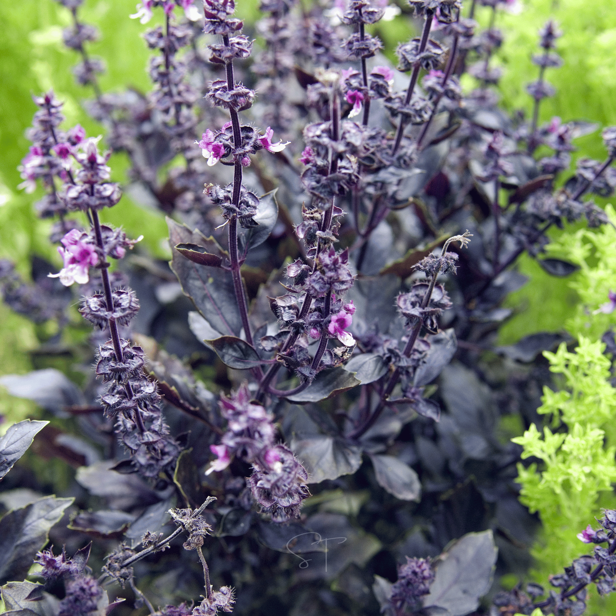 Dark Opal Basil – 250 Seeds seed packet from Seed Therapy – American - grown, heirloom seeds
