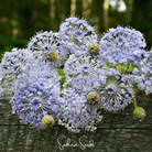 Didiscus, Blue Lace Flower (Didiscus caeruleus) - 50 Seeds seed packet from Seed Therapy – American - grown, heirloom seeds