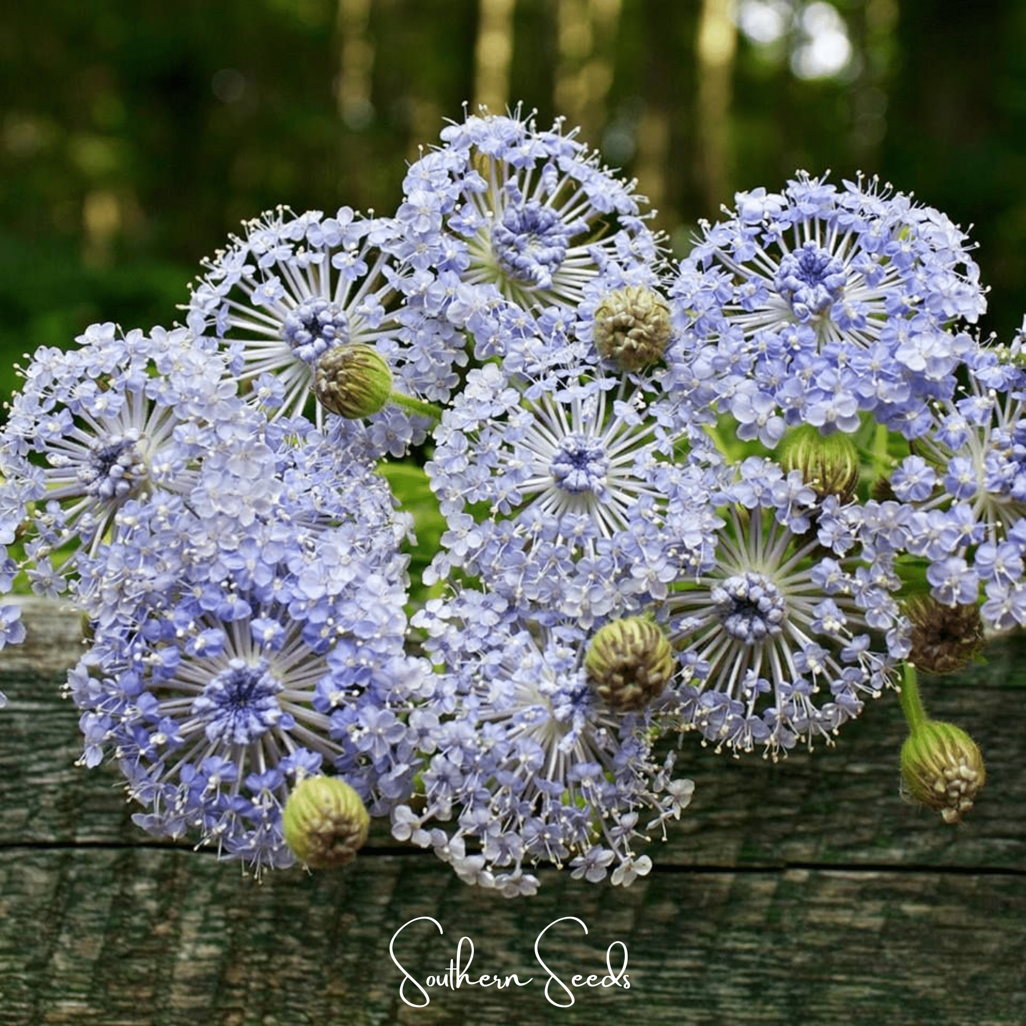 Didiscus, Blue Lace Flower (Didiscus caeruleus) - 50 Seeds seed packet from Seed Therapy – American - grown, heirloom seeds