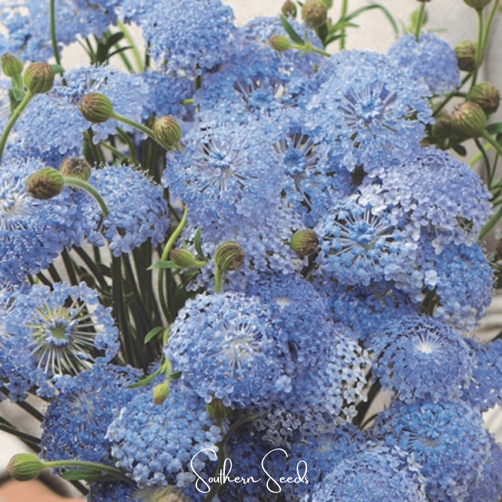 Didiscus, Blue Lace Flower (Didiscus caeruleus) - 50 Seeds seed packet from Seed Therapy – American - grown, heirloom seeds