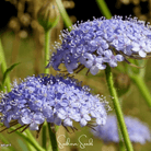 Didiscus, Blue Lace Flower (Didiscus caeruleus) - 50 Seeds seed packet from Seed Therapy – American - grown, heirloom seeds