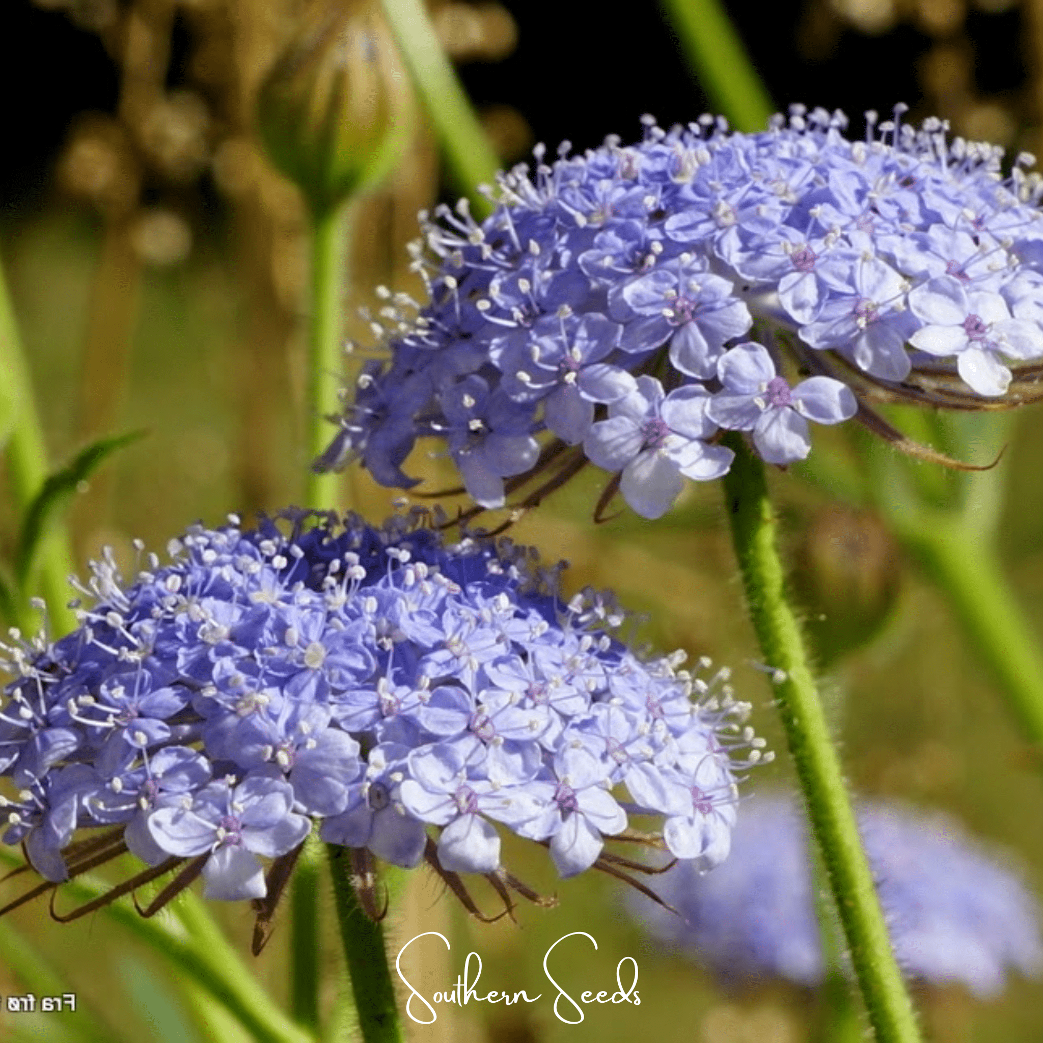 Didiscus, Blue Lace Flower (Didiscus caeruleus) - 50 Seeds seed packet from Seed Therapy – American - grown, heirloom seeds