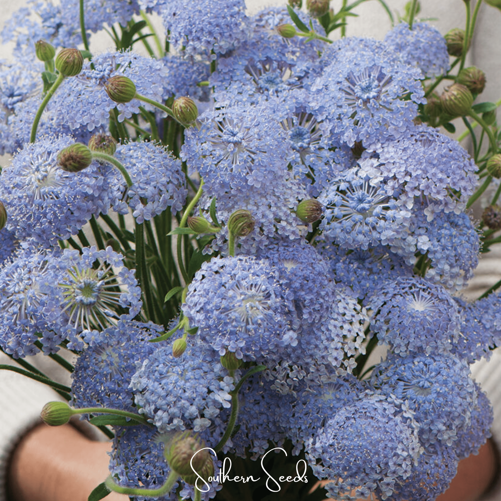 Didiscus, Blue Lace Flower (Didiscus caeruleus) - 50 Seeds seed packet from Seed Therapy – American - grown, heirloom seeds