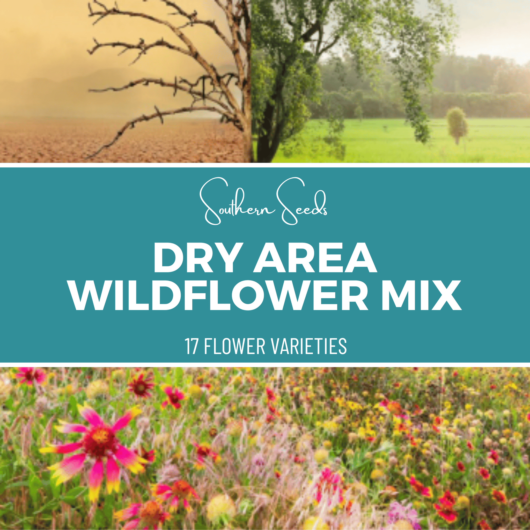 Dry Area Wildflower Seed Mix - 18 Flower Varieties - 1,000 Seeds seed packet from Seed Therapy – American - grown, heirloom seeds