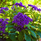 Dwarf Marine Heliotrope – 50 Seeds seed packet from Seed Therapy – American - grown, heirloom seeds