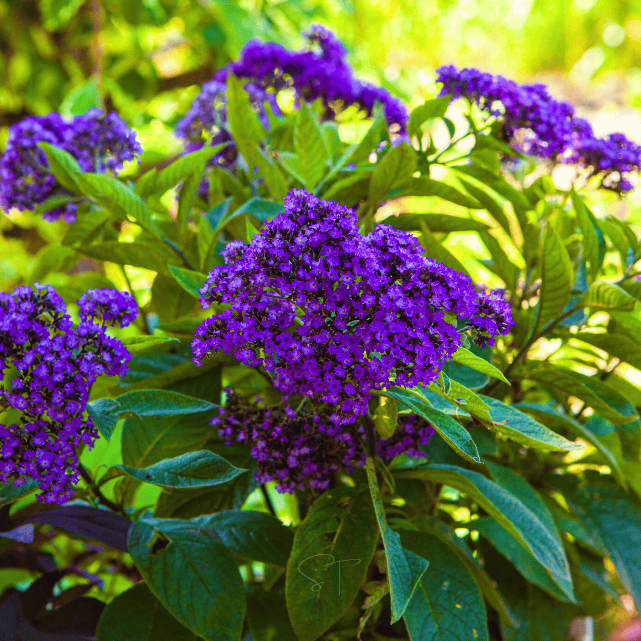 Dwarf Marine Heliotrope – 50 Seeds seed packet from Seed Therapy – American - grown, heirloom seeds