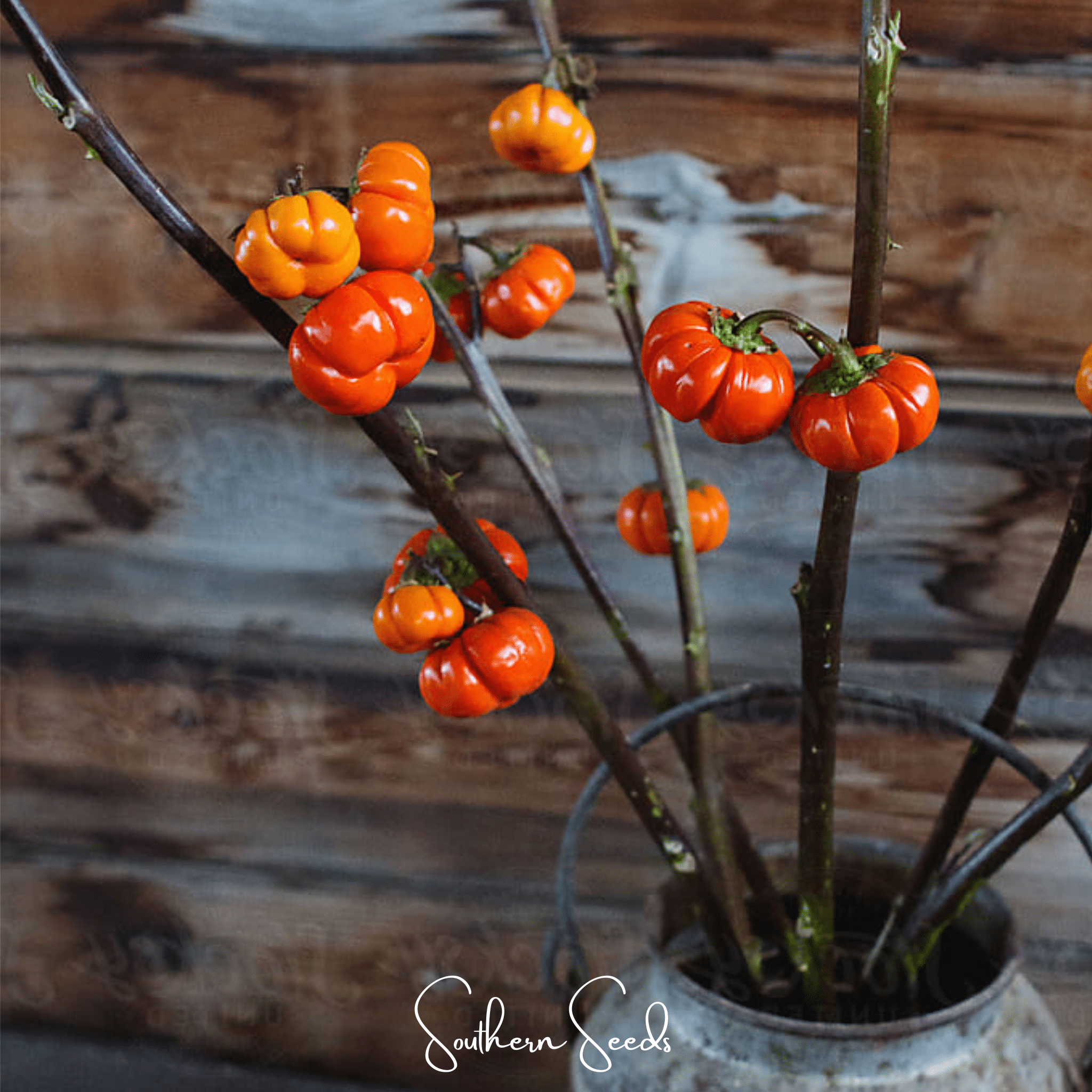 Eggplant, Pumpkin On A Stick (Solanum integrifolium) - 15 Seeds seed packet from Seed Therapy – American - grown, heirloom seeds