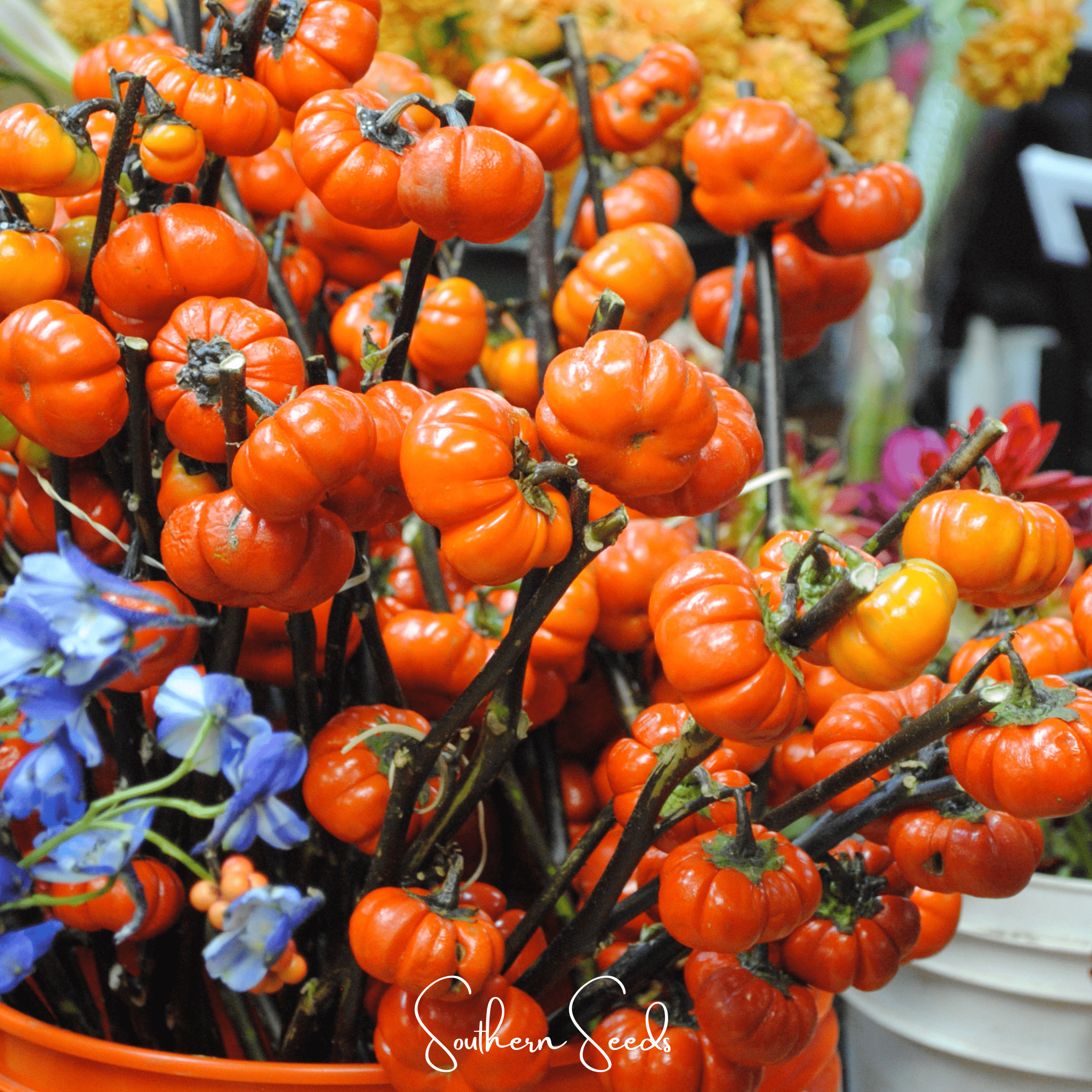 Eggplant, Pumpkin On A Stick (Solanum integrifolium) - 15 Seeds seed packet from Seed Therapy – American - grown, heirloom seeds